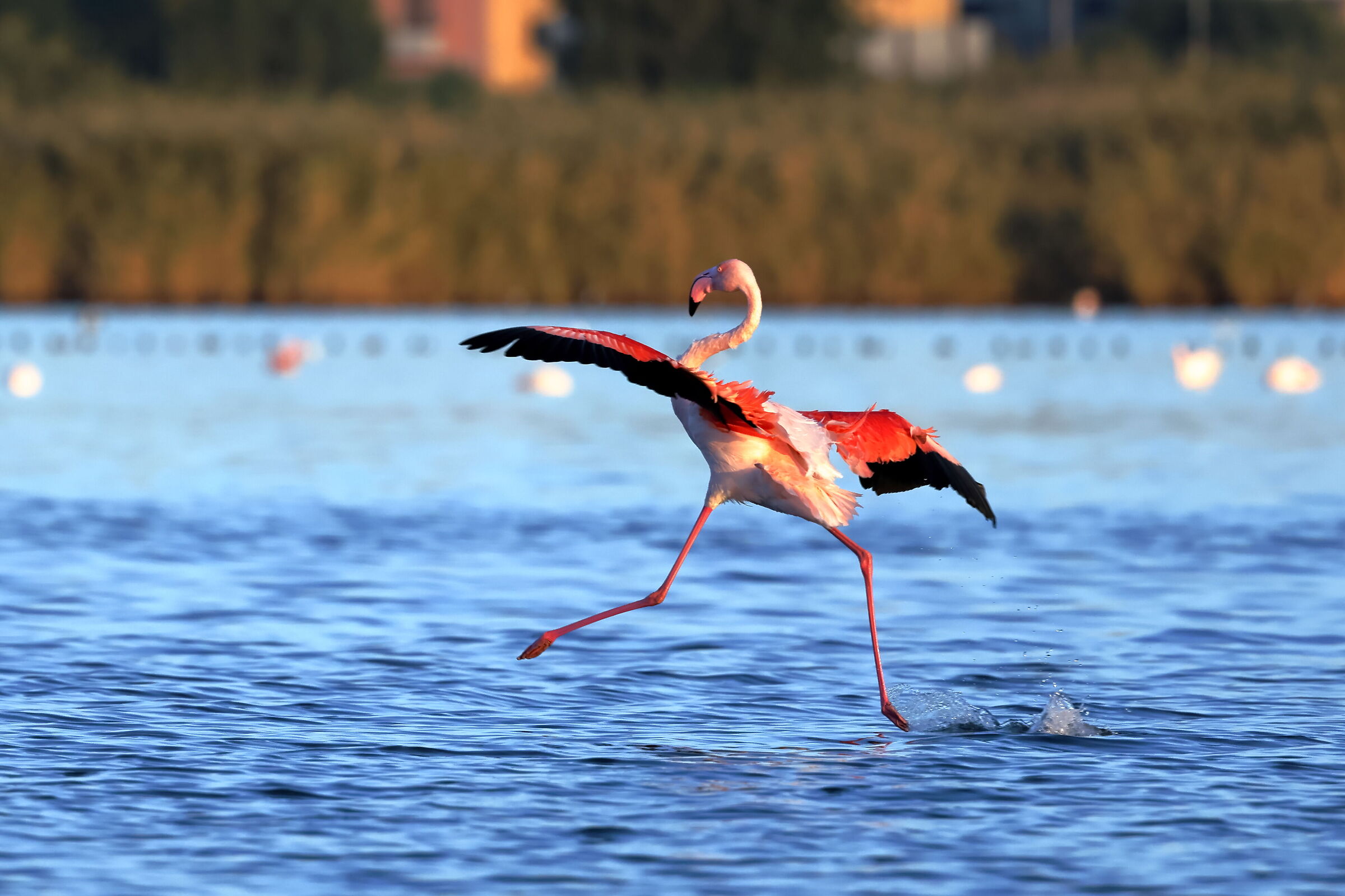 Giù il carrello, si atterra!