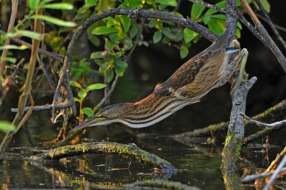 Bittern - hunting