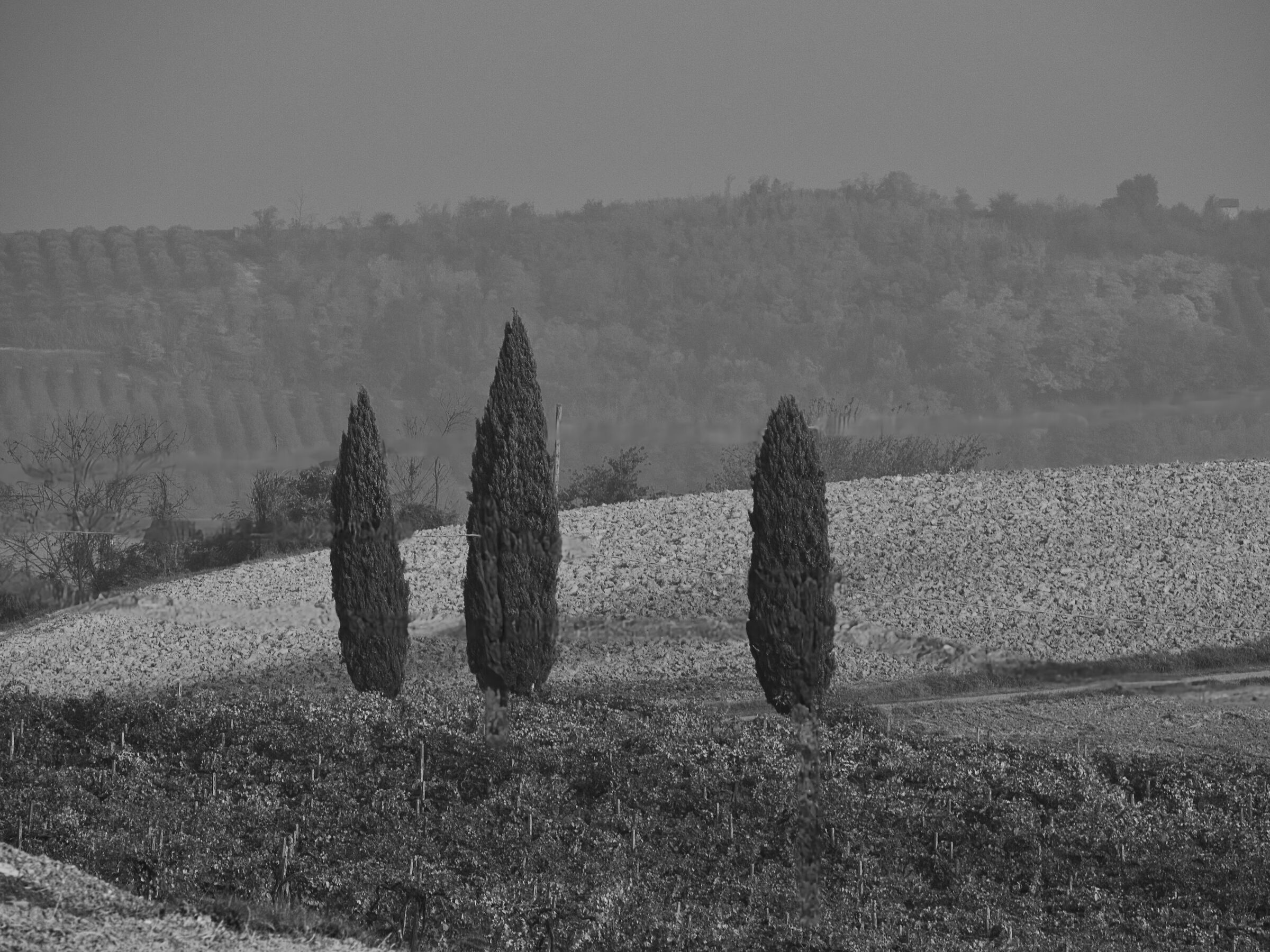 no-wow landscape monferrato