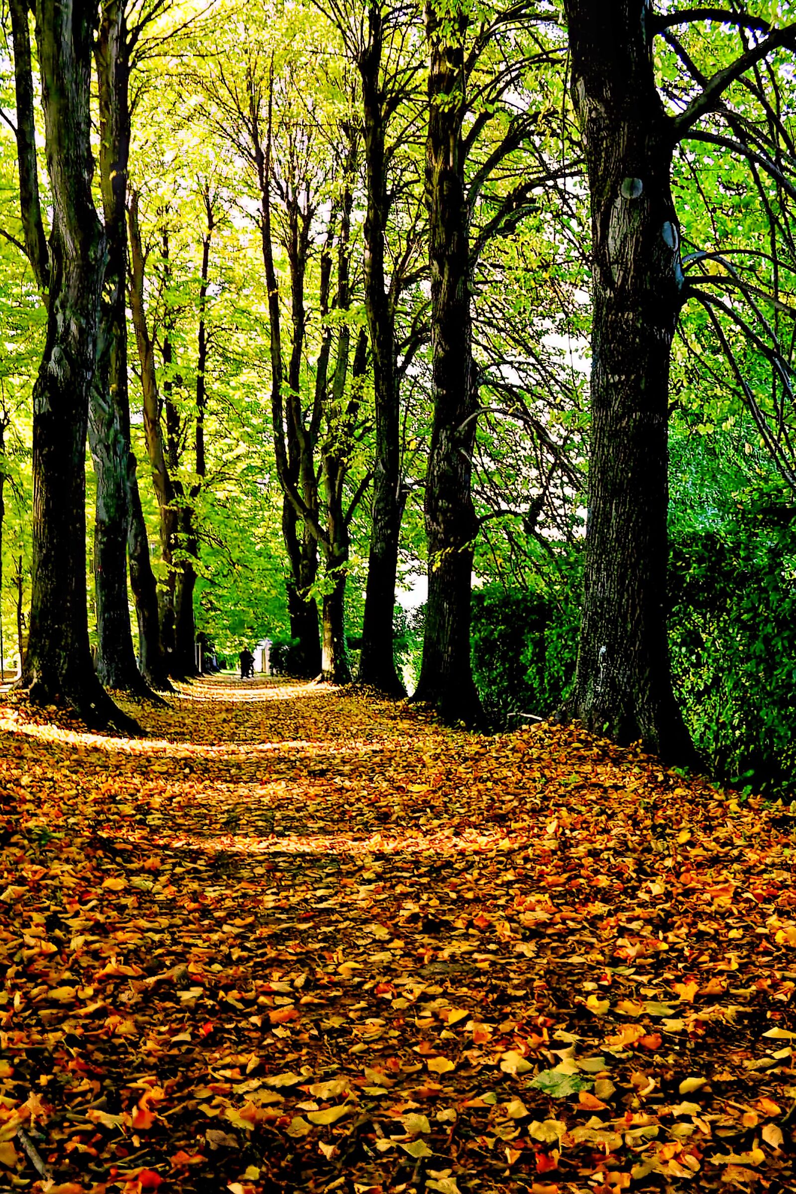 Foliage in color