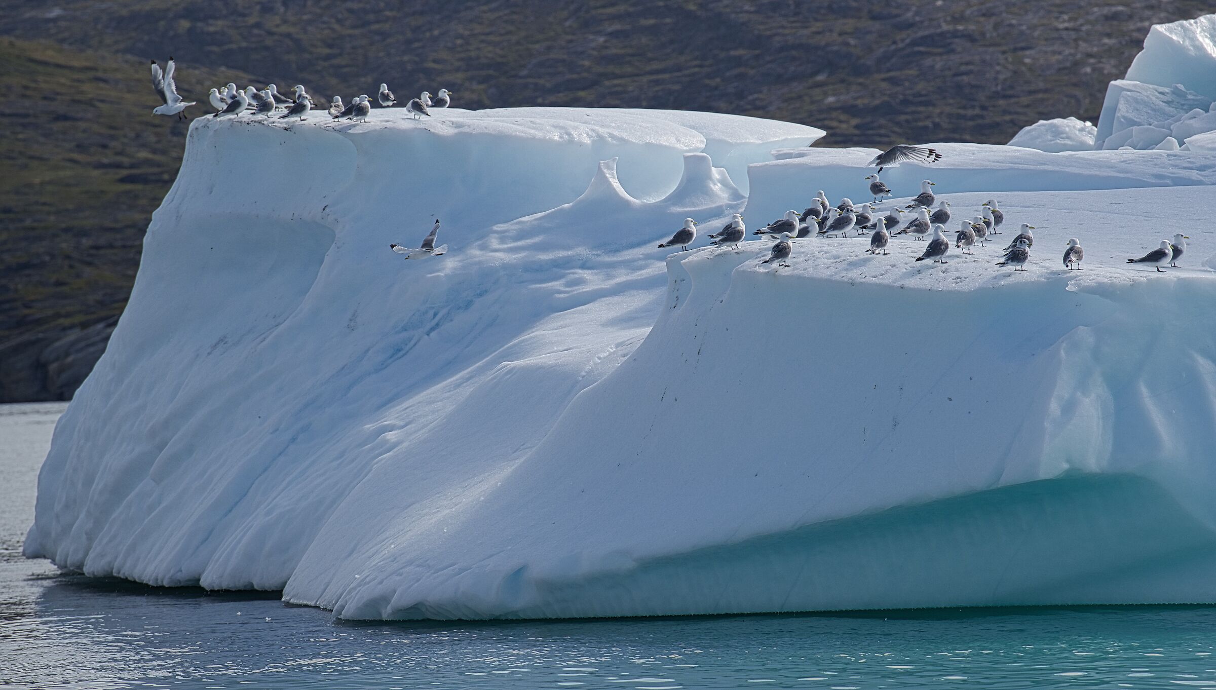 Seagulls waiting for a humpback whale