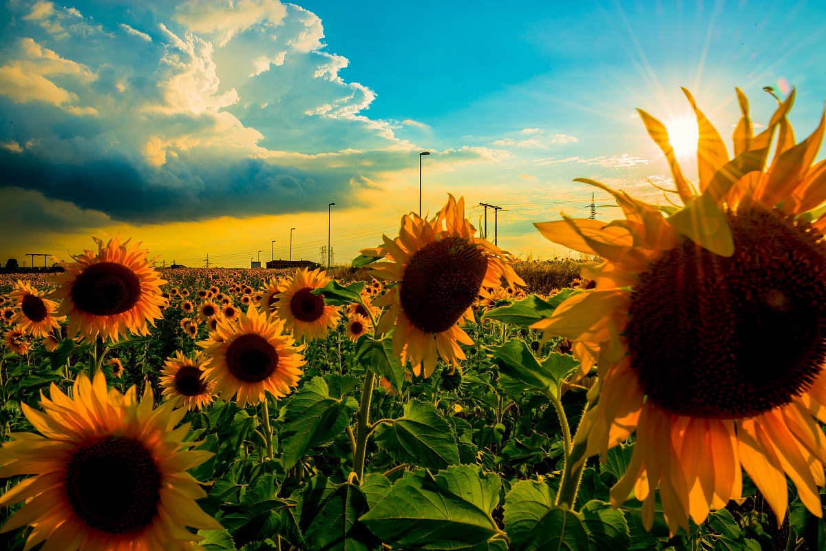 sunflowers