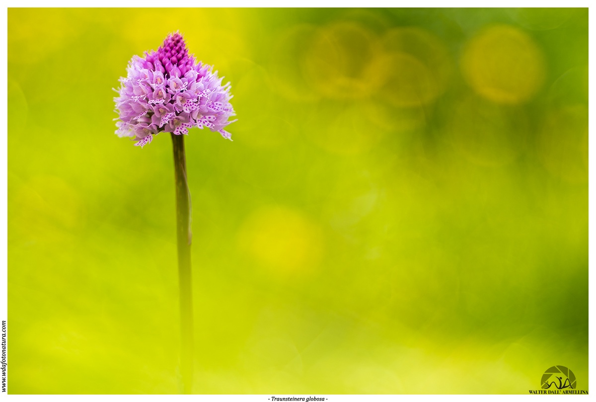 Traunsteinera globosa
