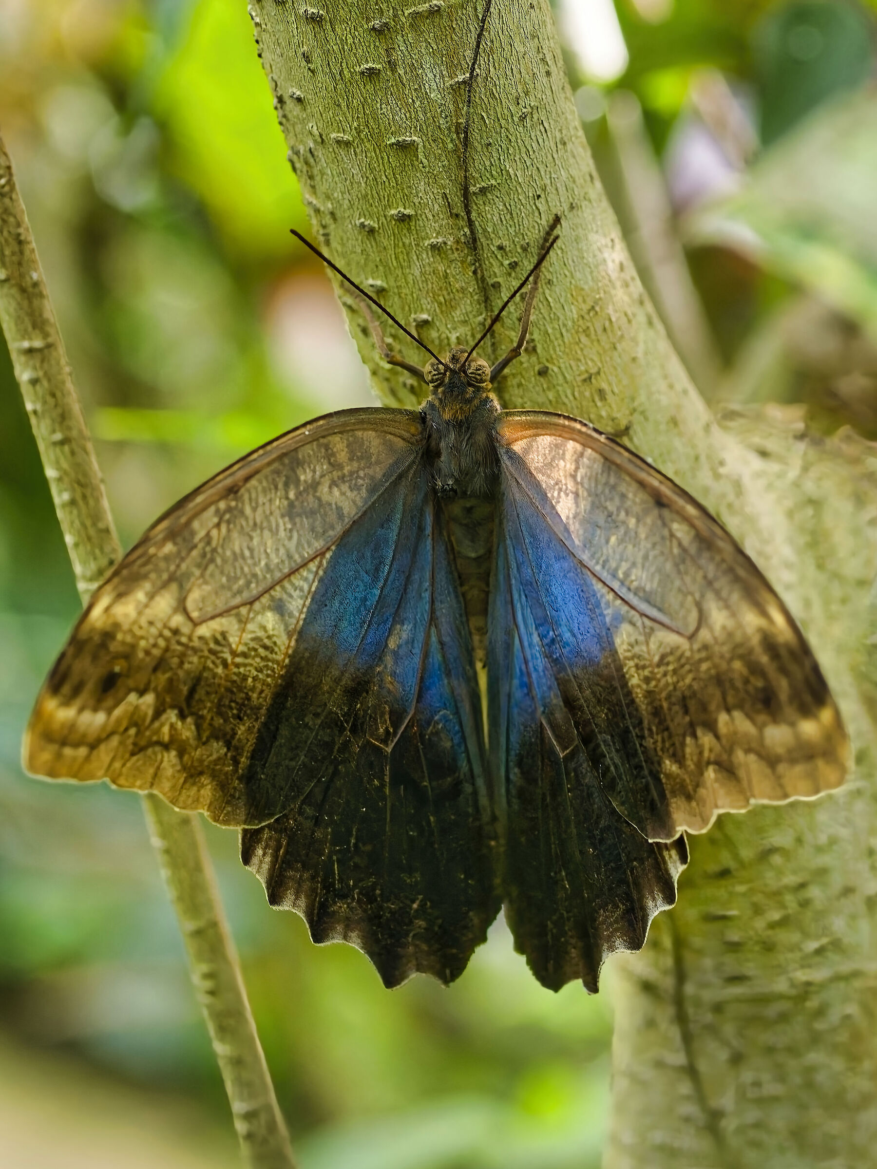 Caligo memnon