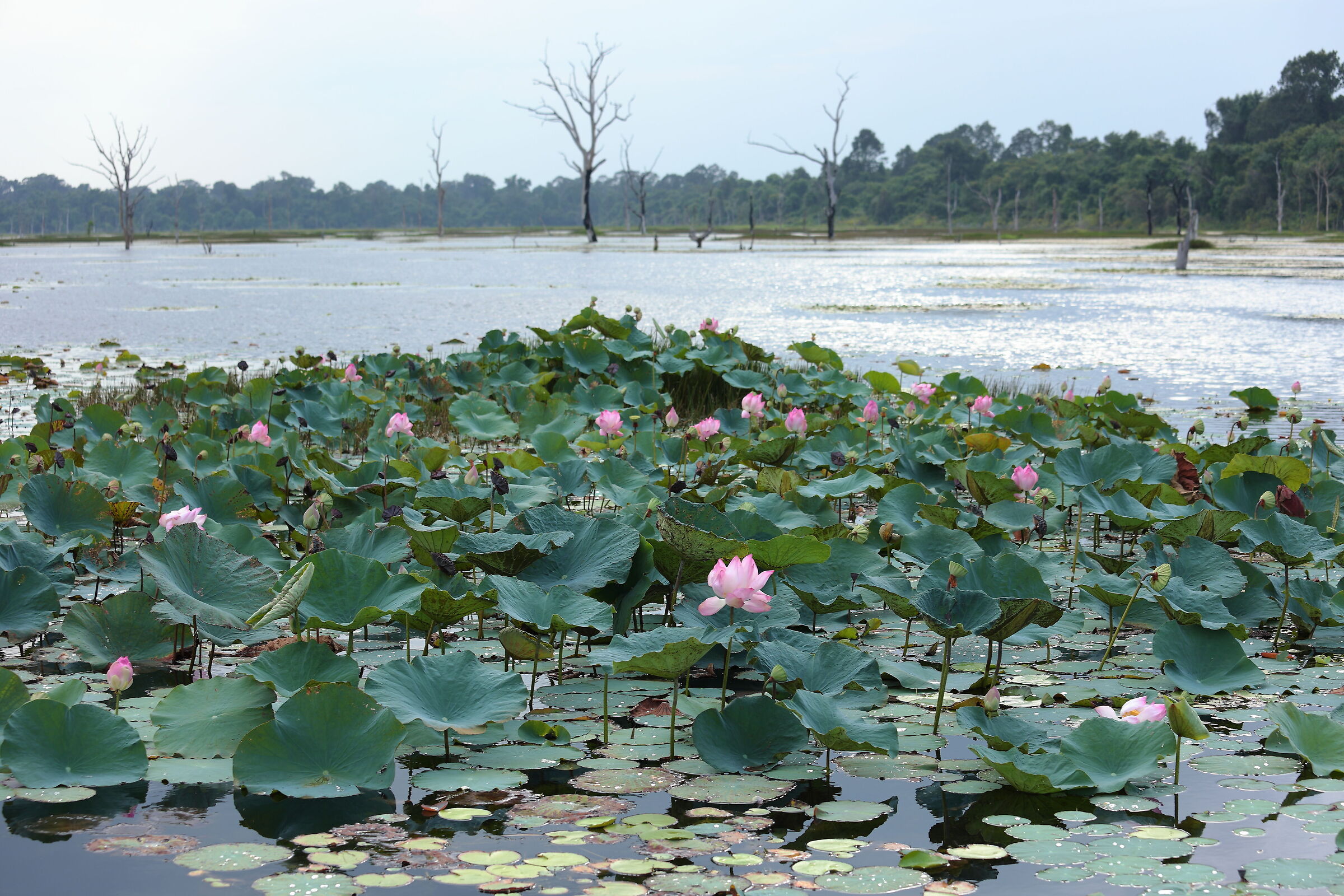 The lotus flower carpet