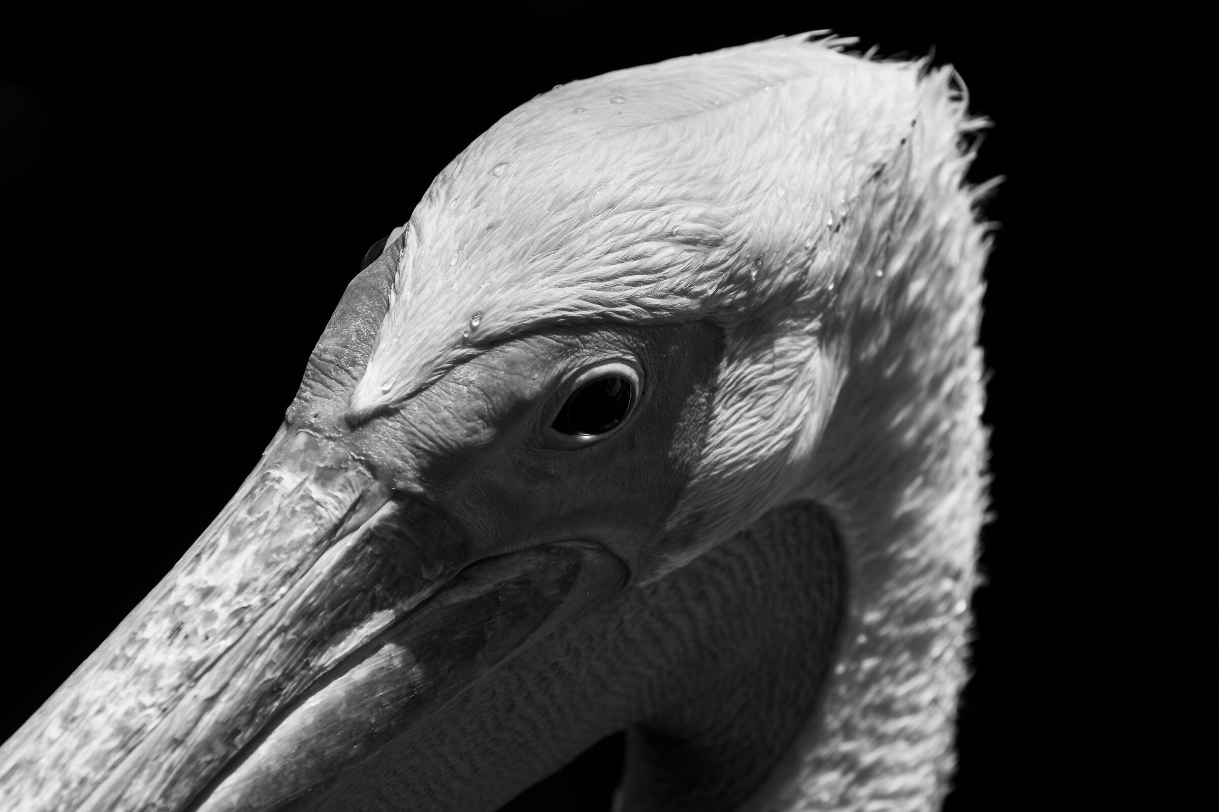 through their eyes - pelican