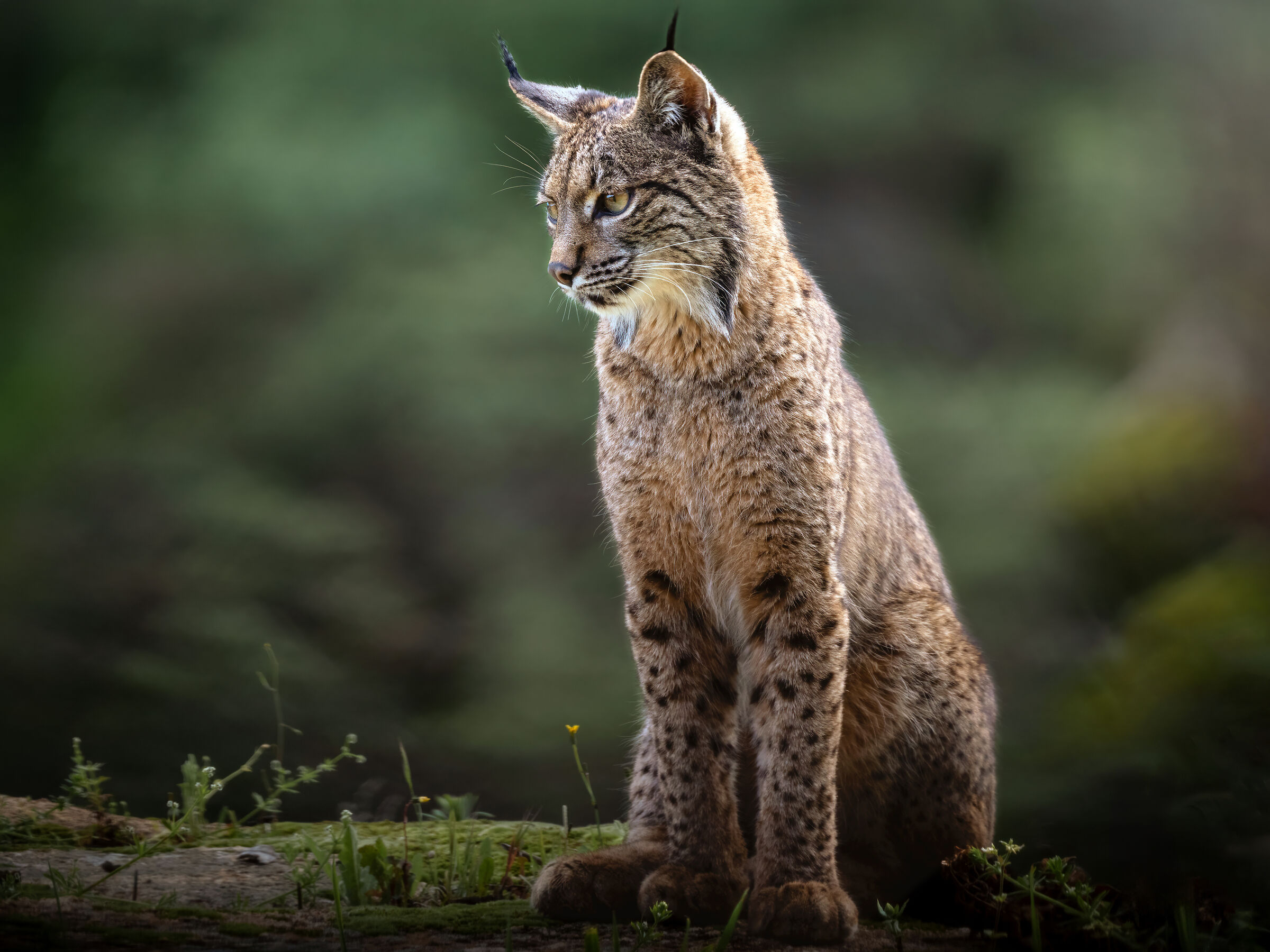 Iberian Lynx