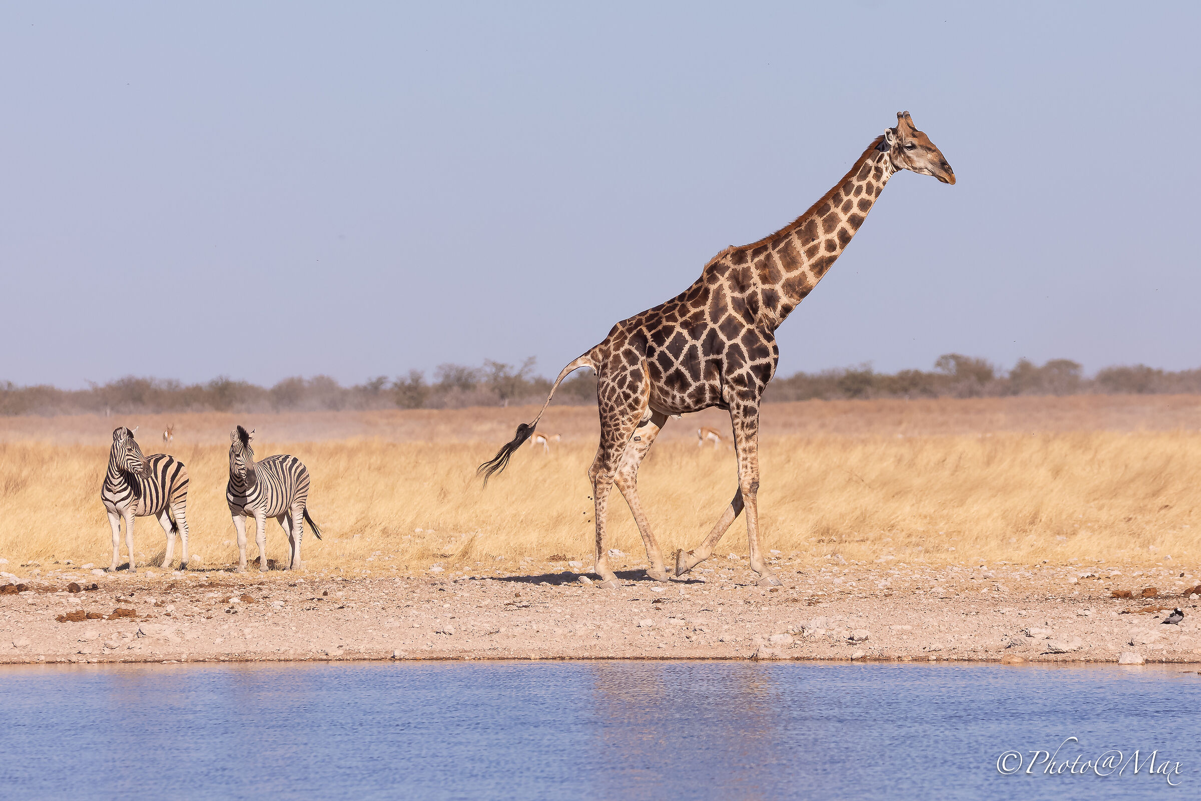 out of Etosha