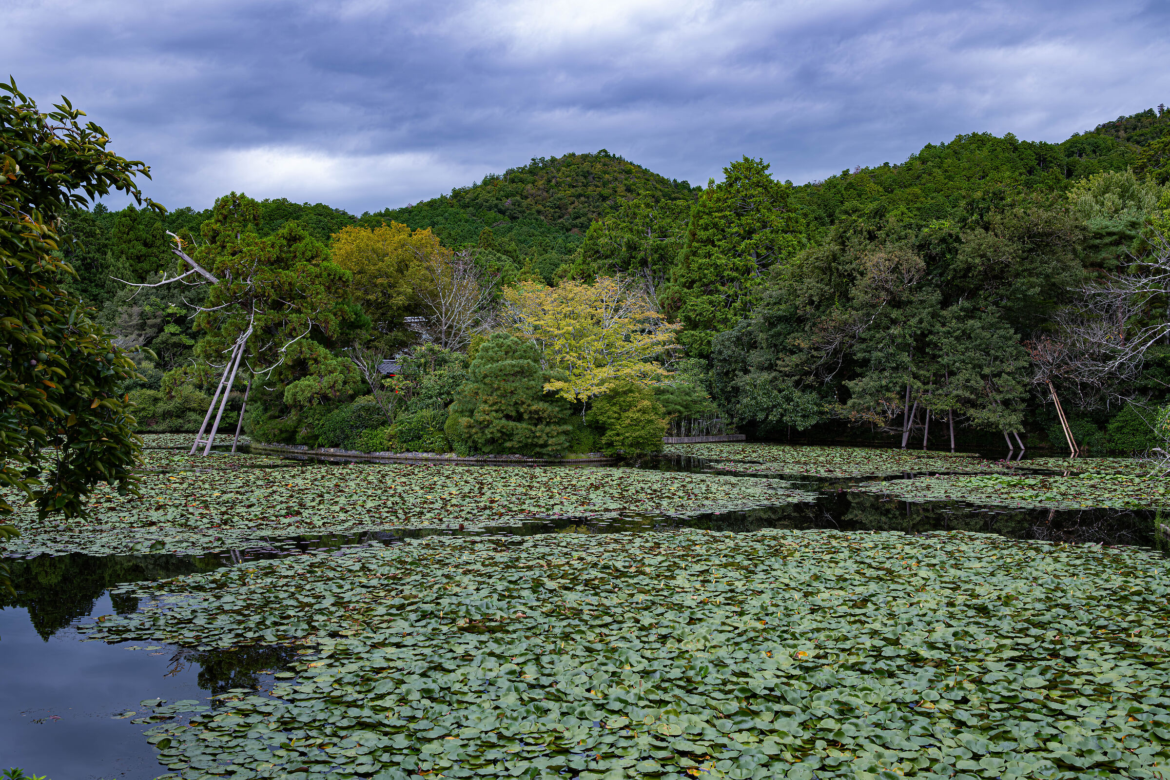 Pond with water lilies