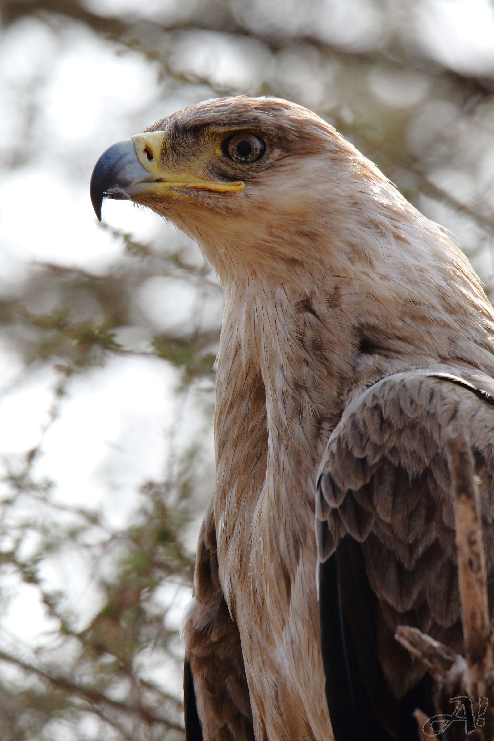 Eagle
