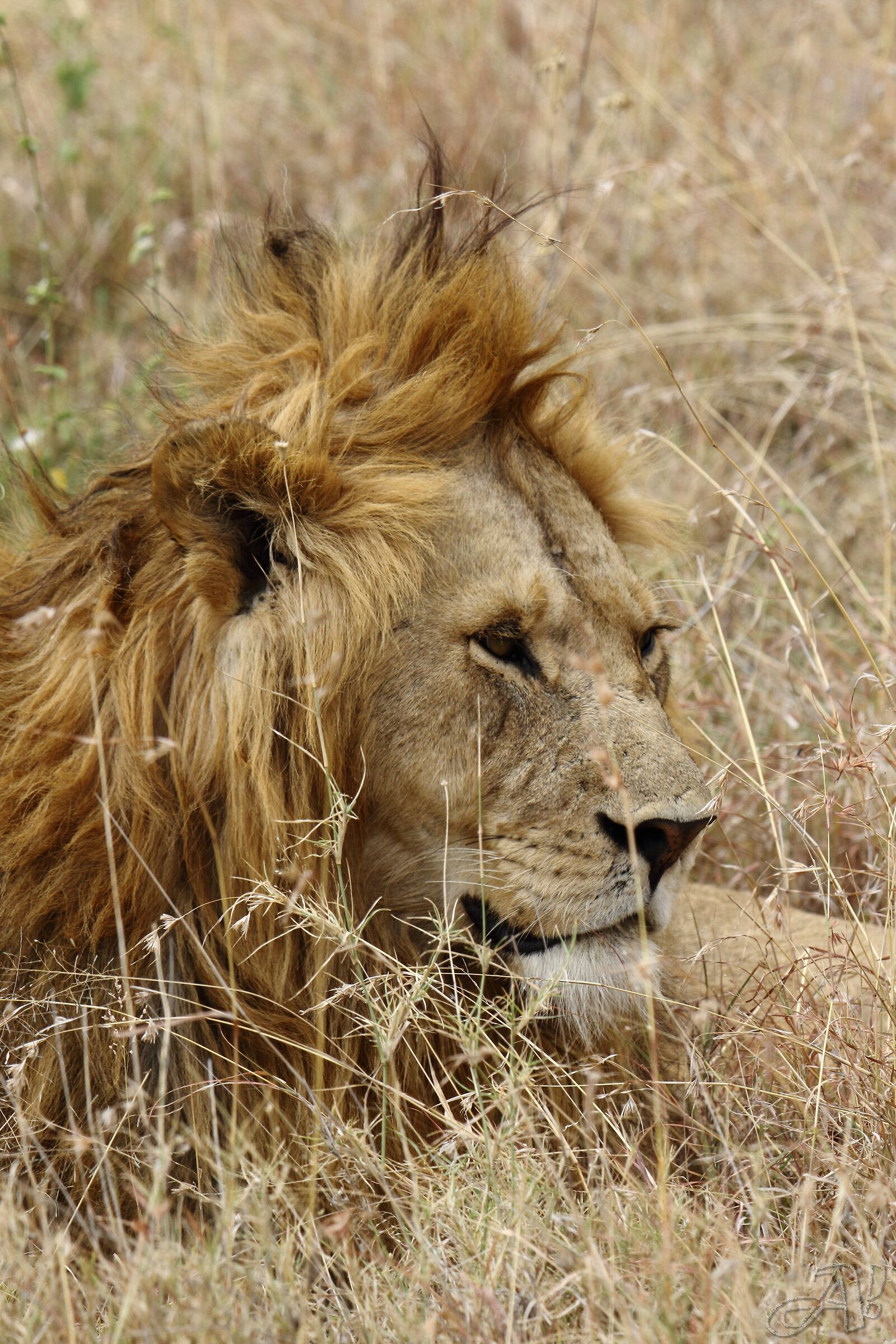 Lion