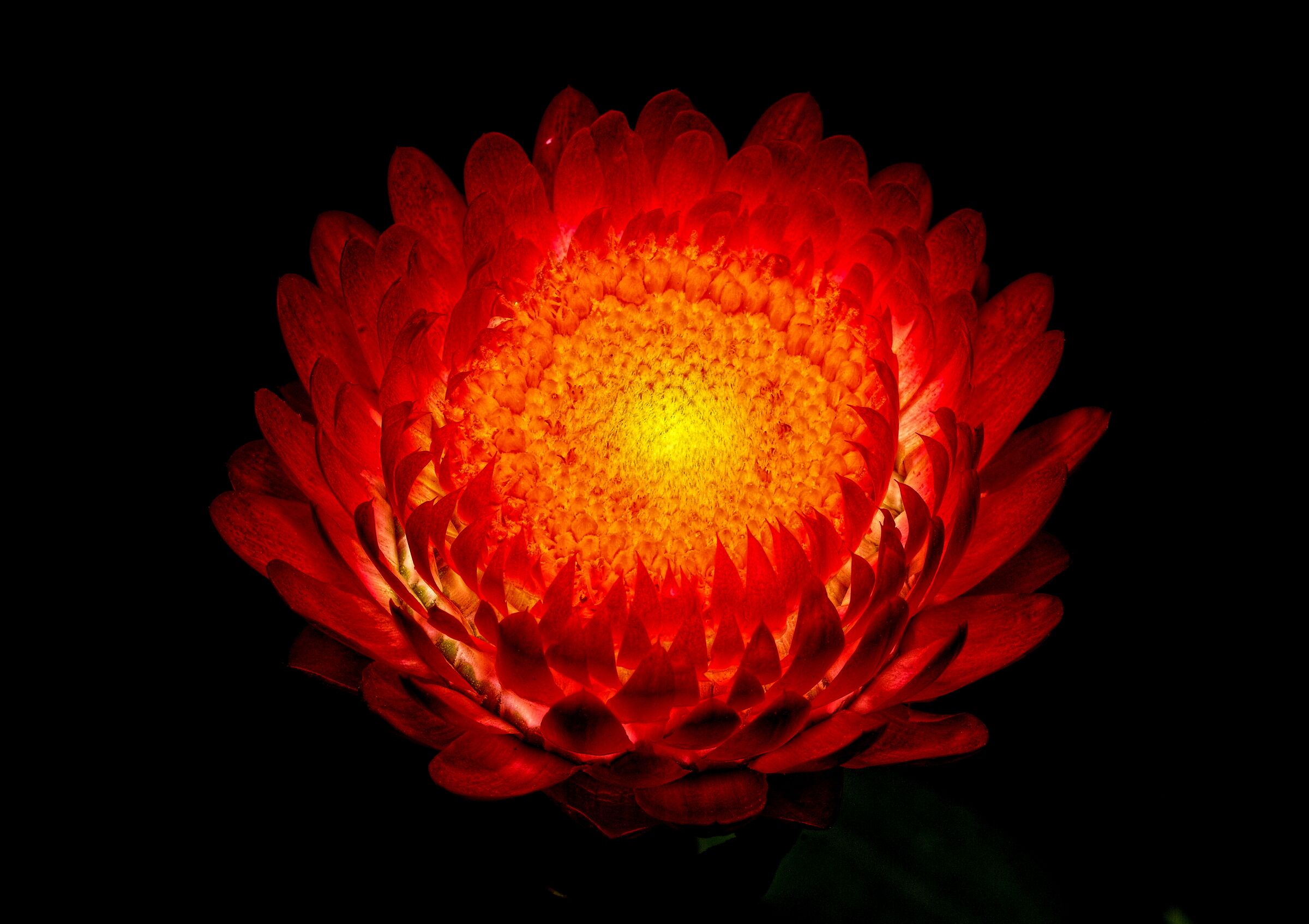 Xerochrysum bracteatum
