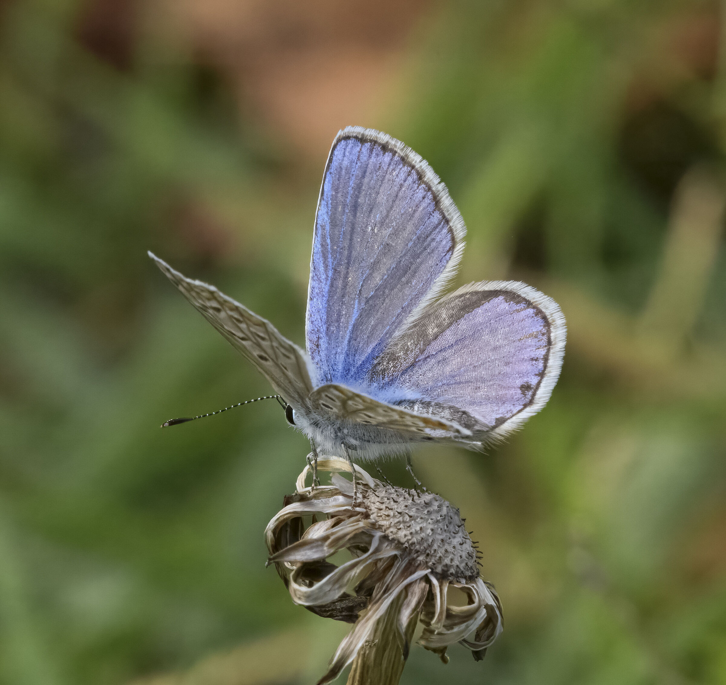 Polyommatus icarus