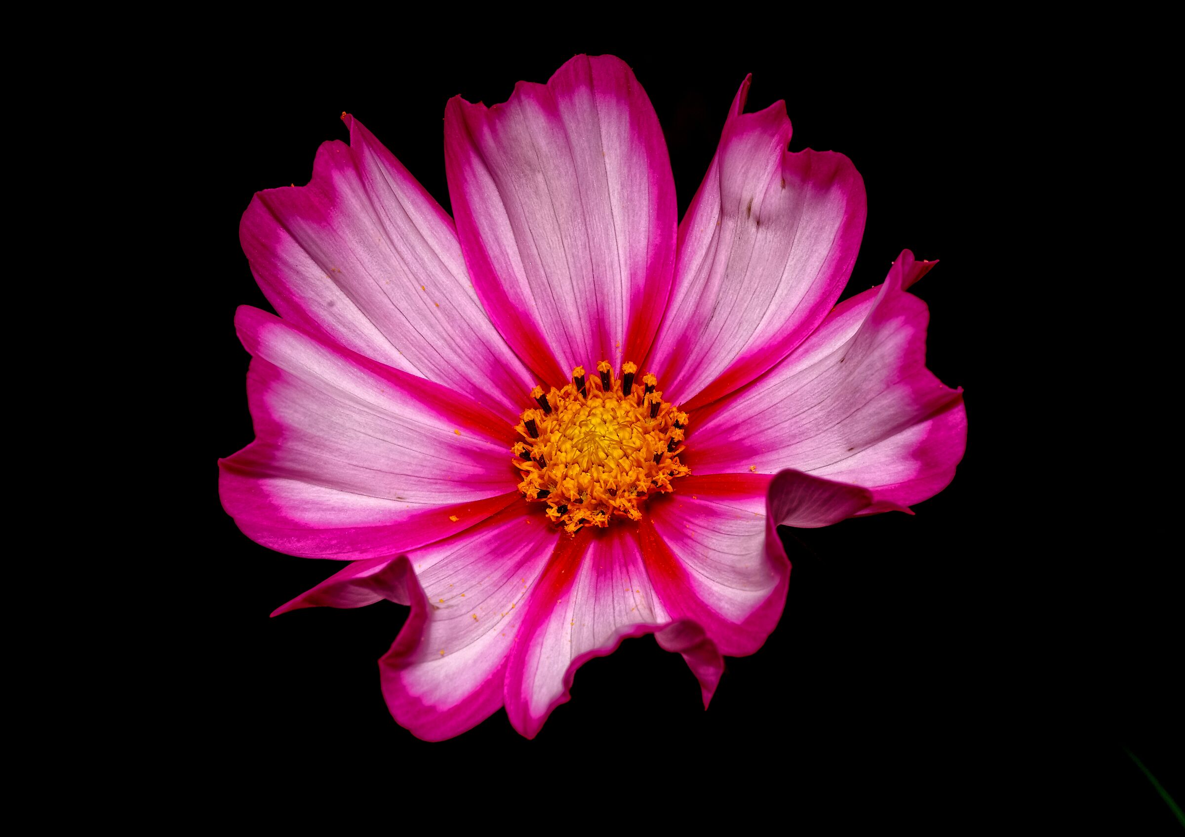 Cosmos bipinnatus
