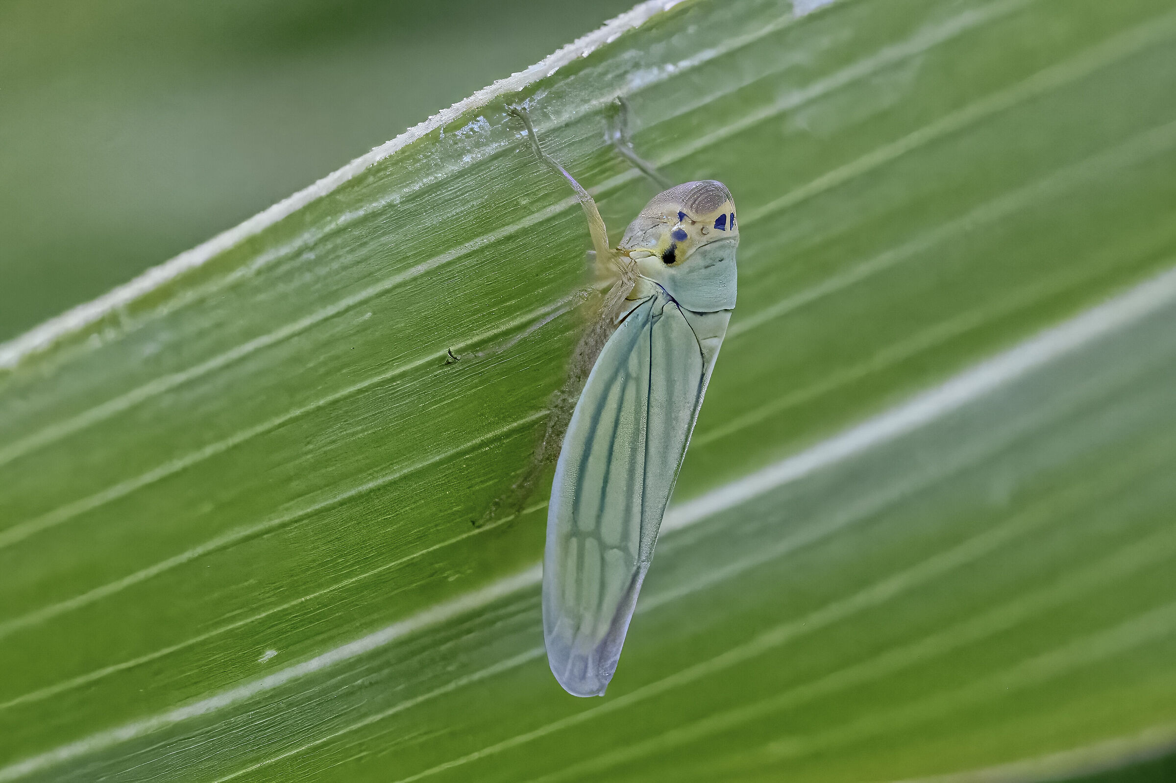 Cicadella viridis