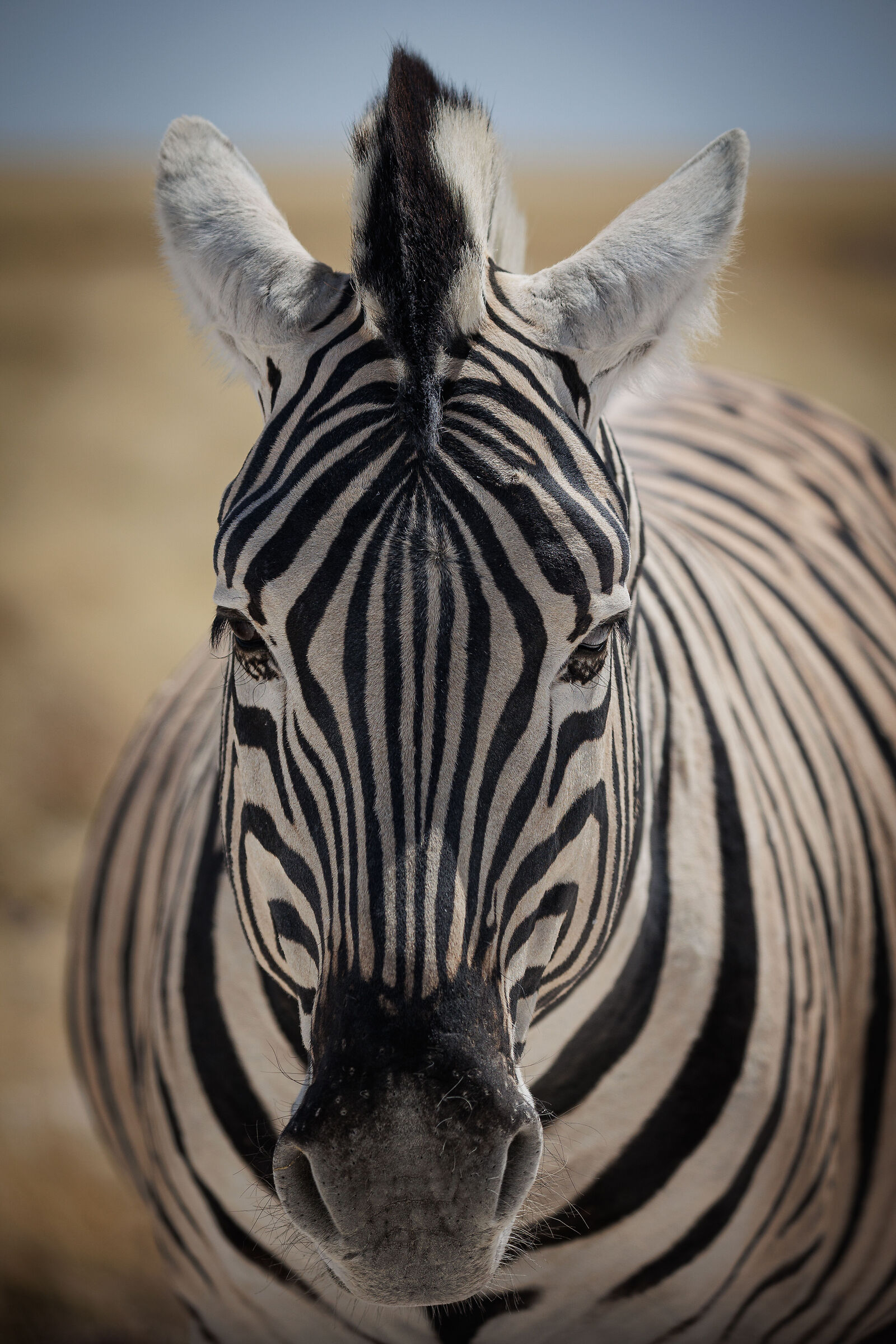 Zebra