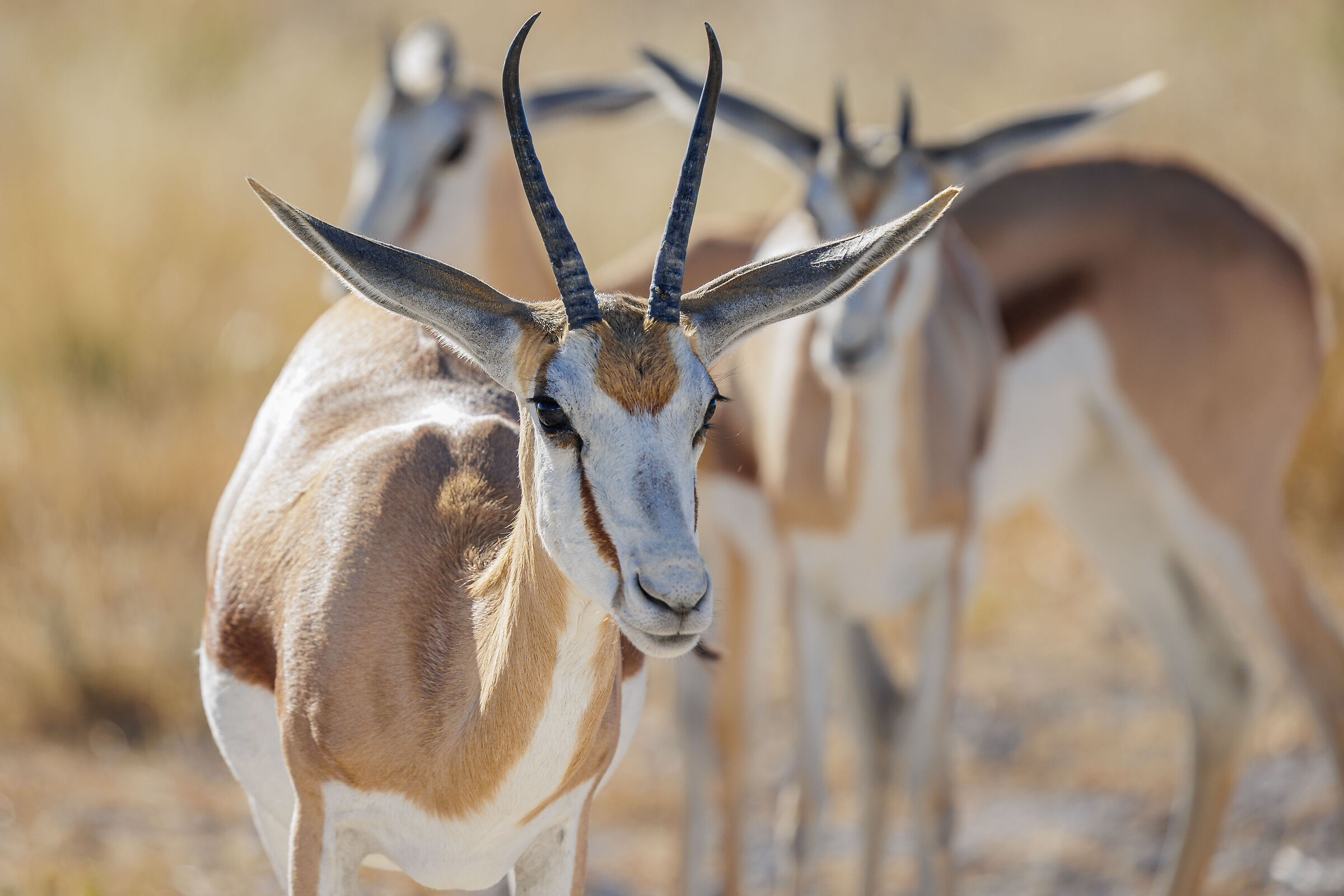Springbok