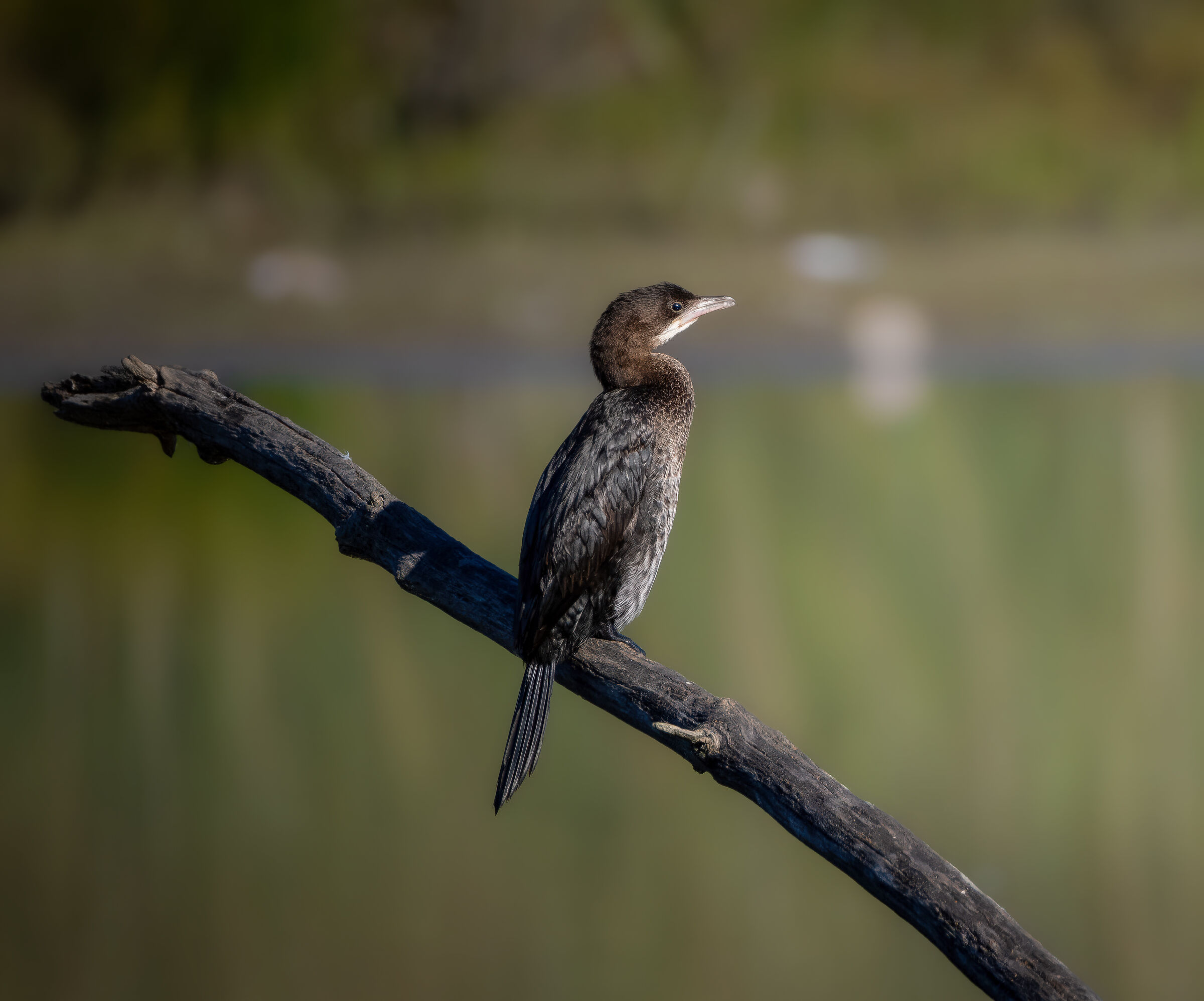 Cormorant