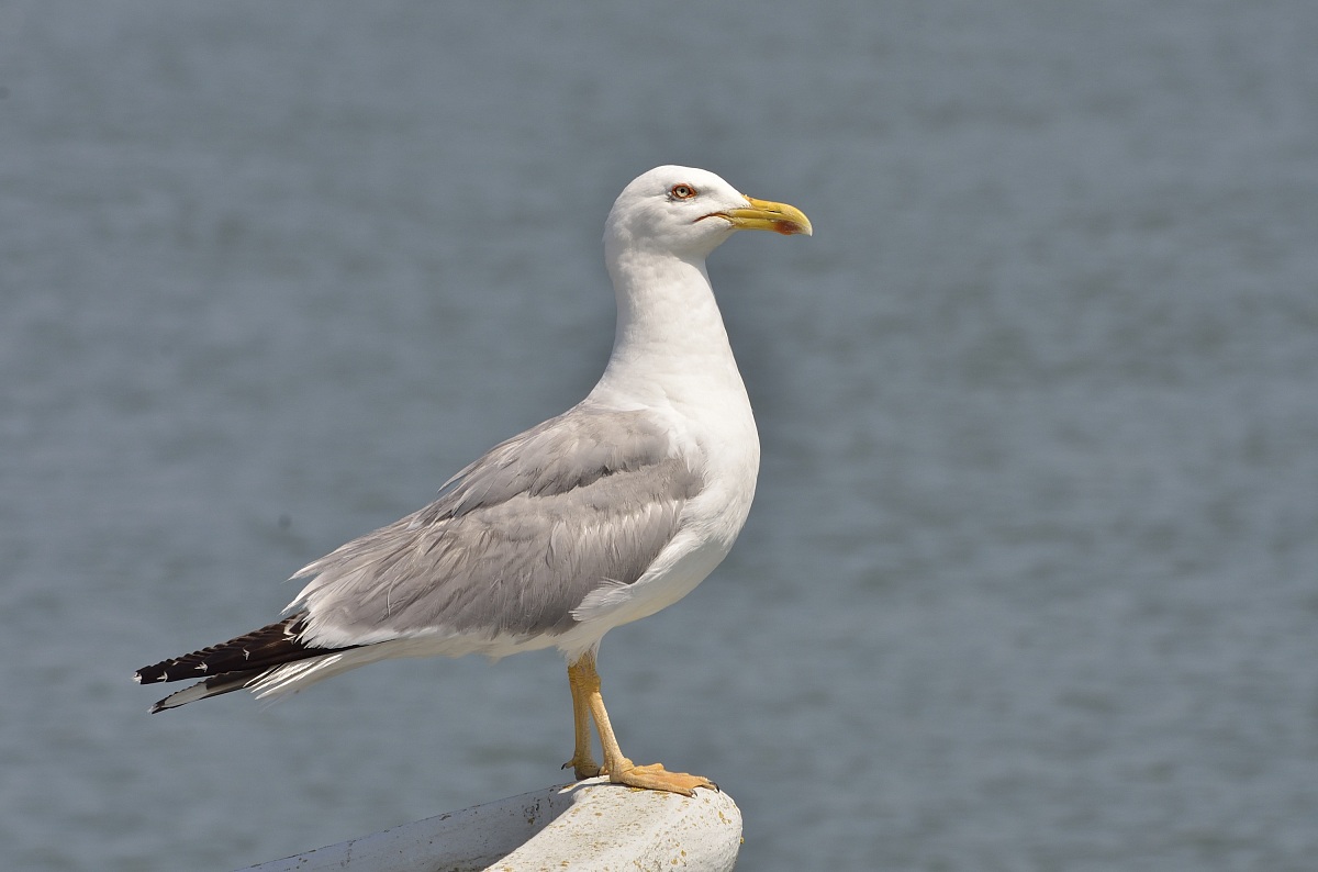 Seagull