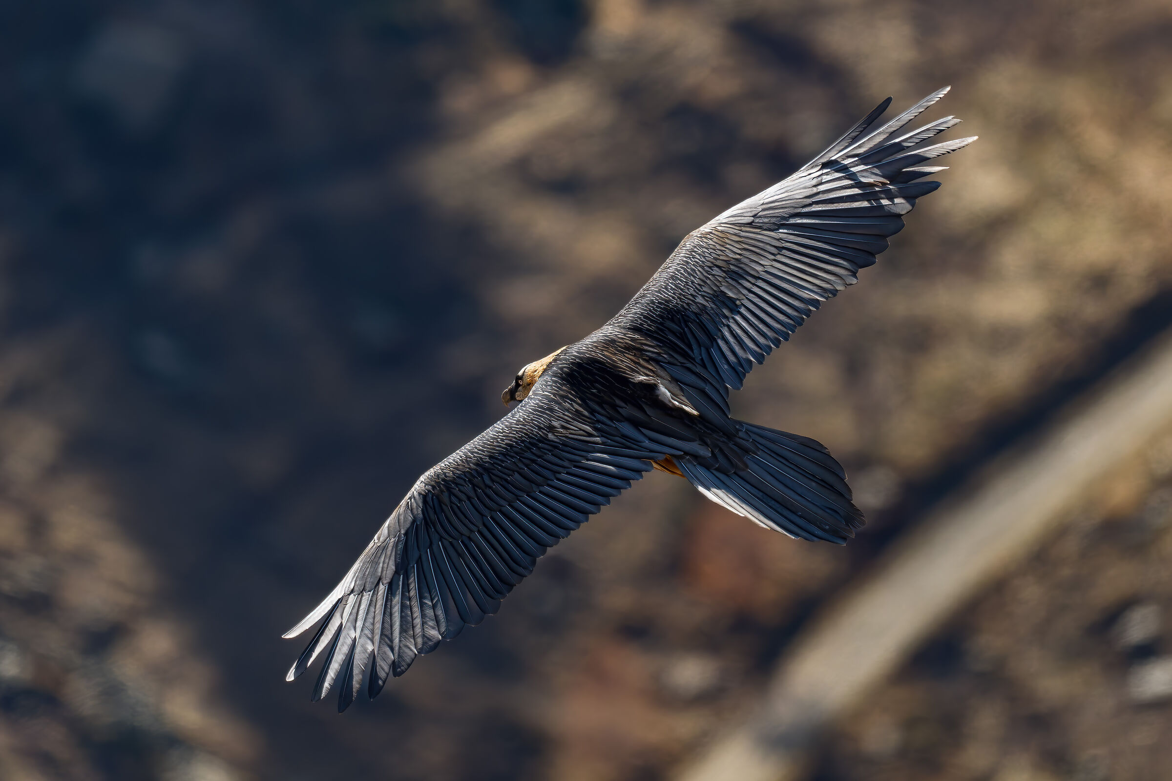 Gypaetus Barbatus - Parco Nazionale Gran Paradiso