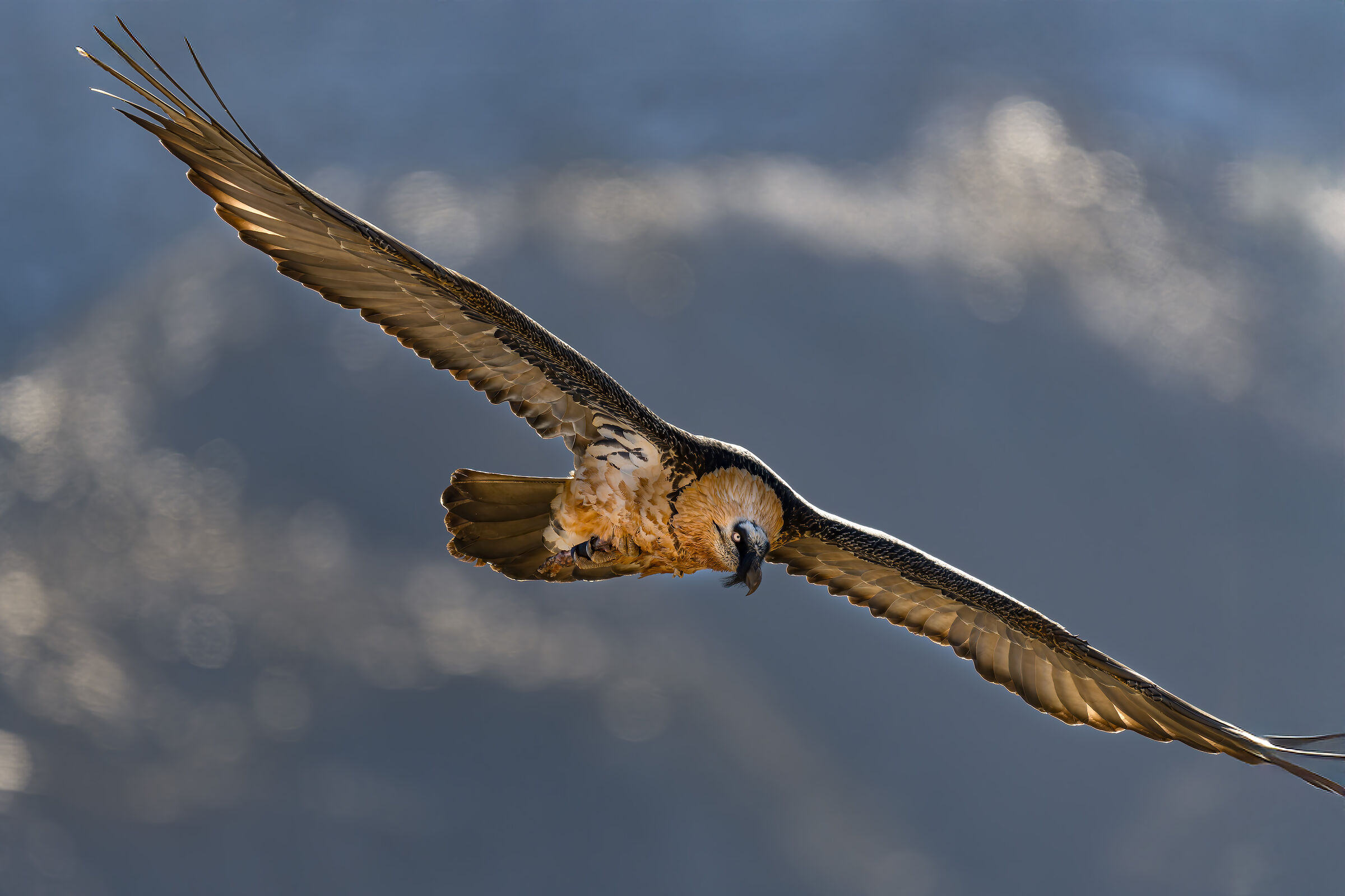 Gypaetus barbatus- Parco Nazionale Gran Paradiso