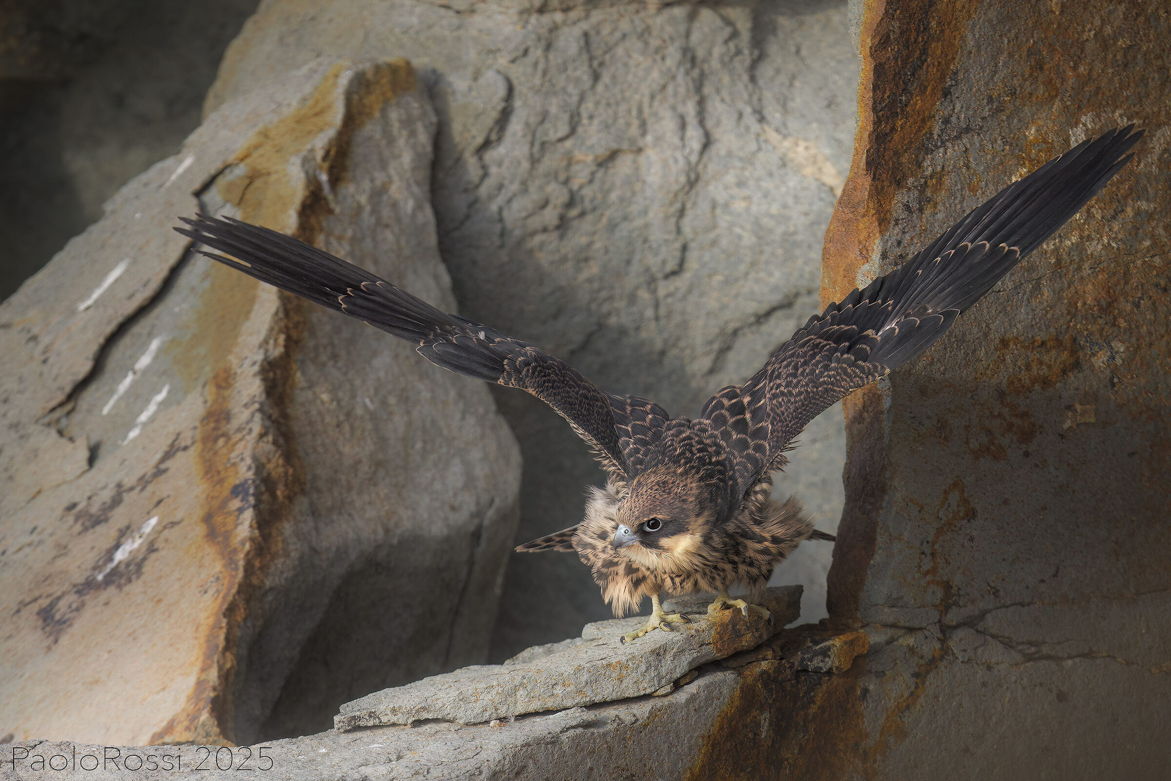 Young Queen's Falcon...