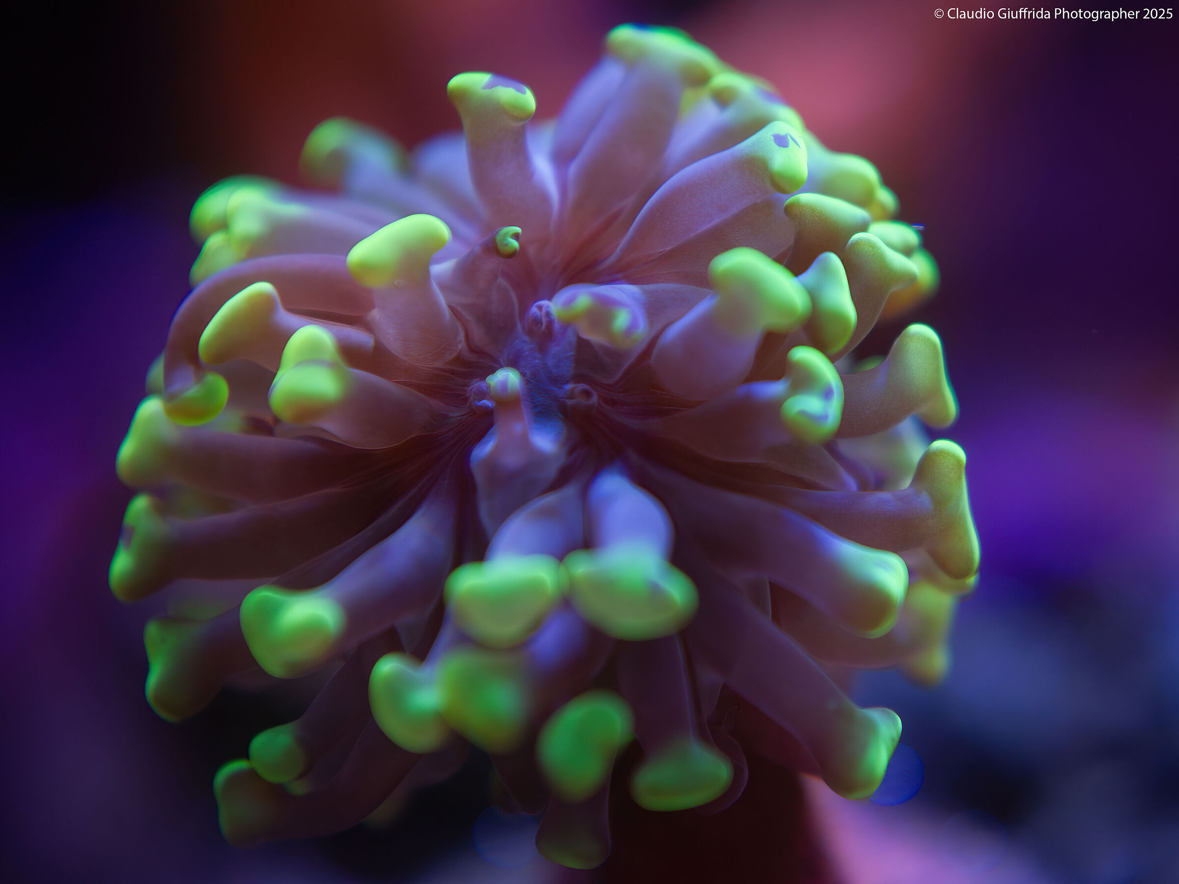 Euphyllia parancora