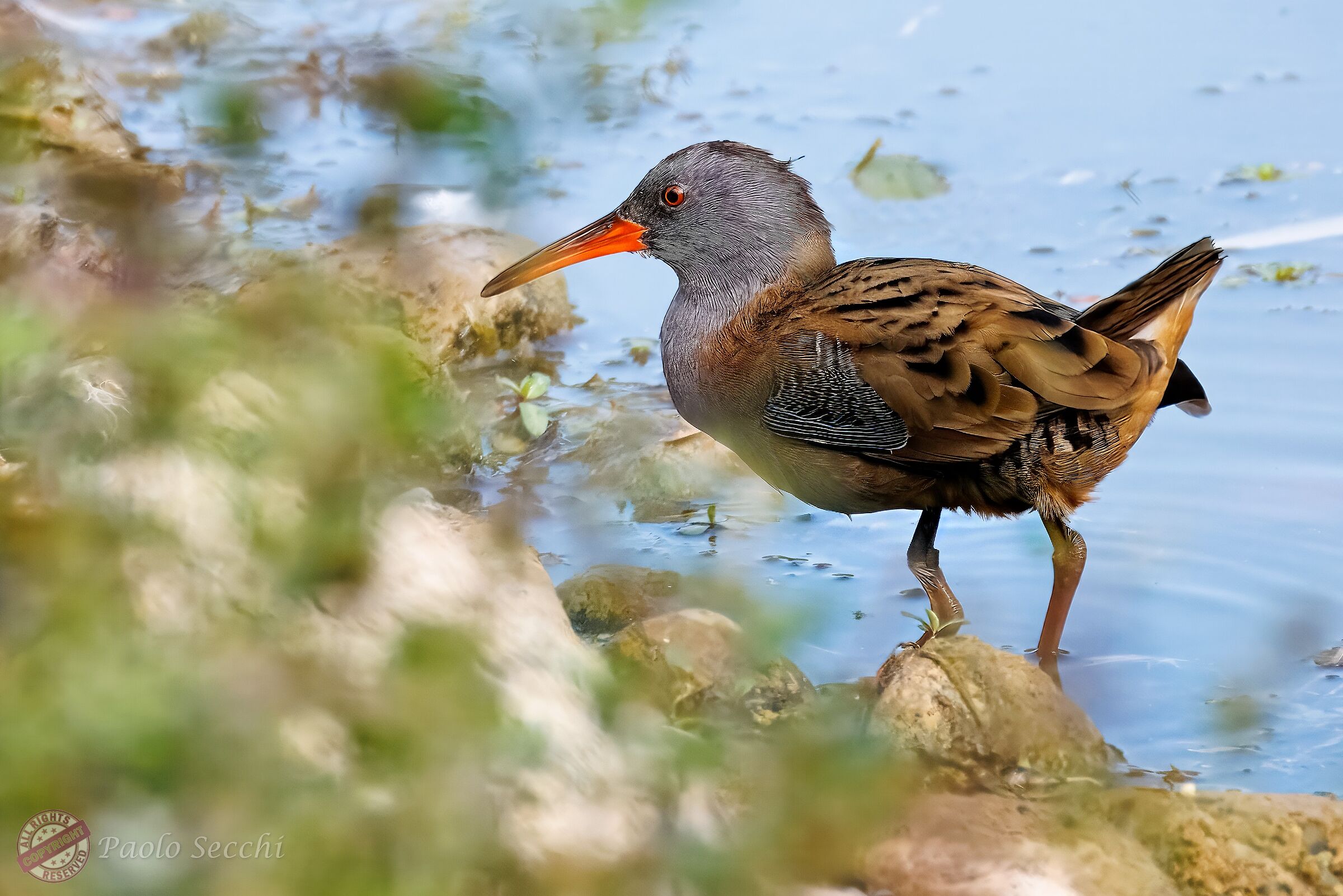 Young water rail