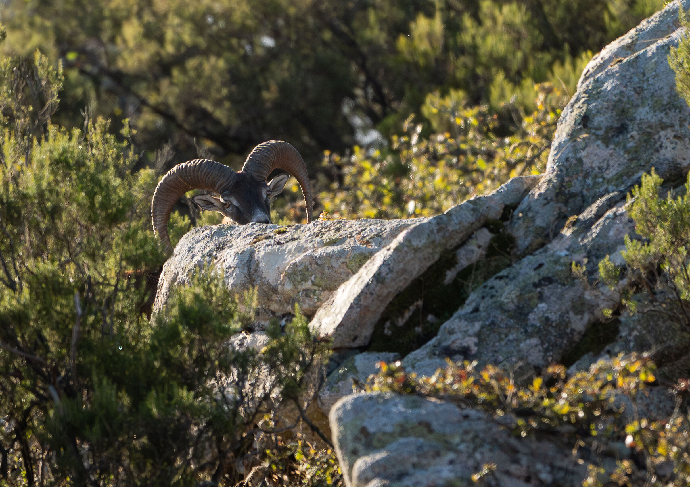 Sardinian mouflon