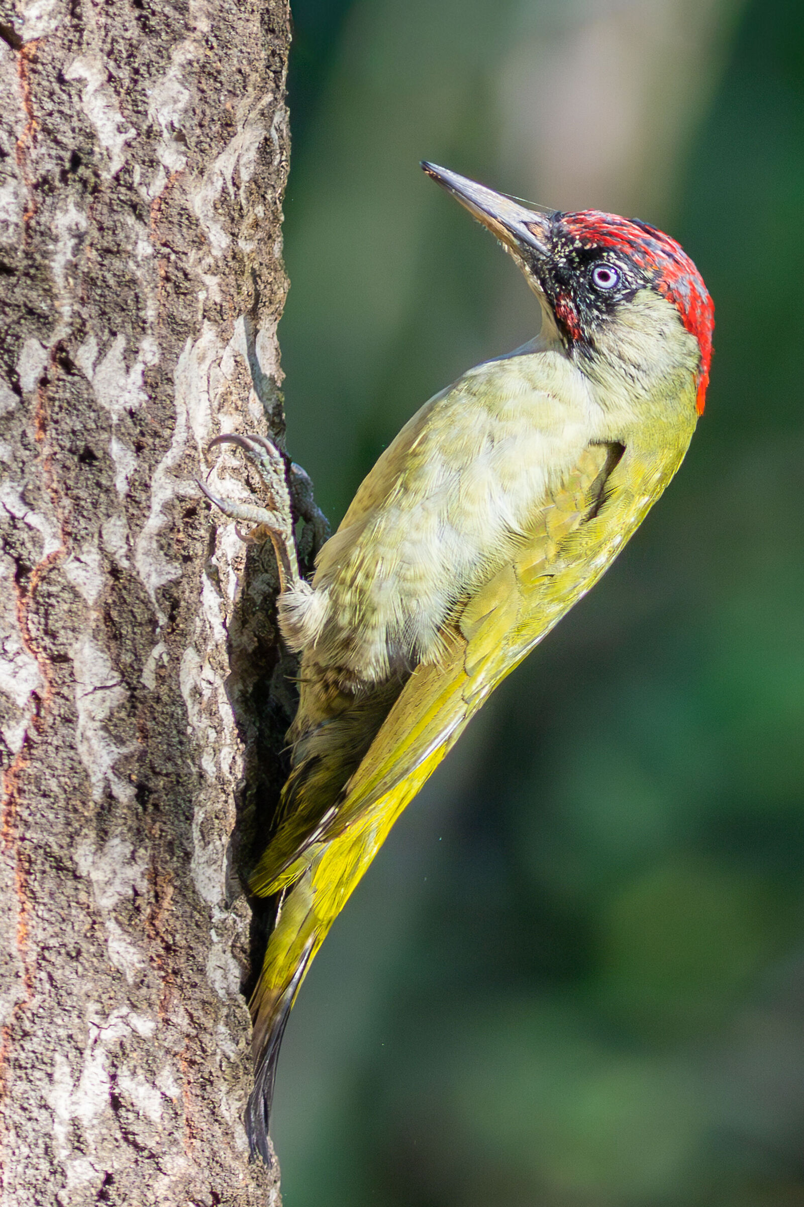 My first woodpecker!