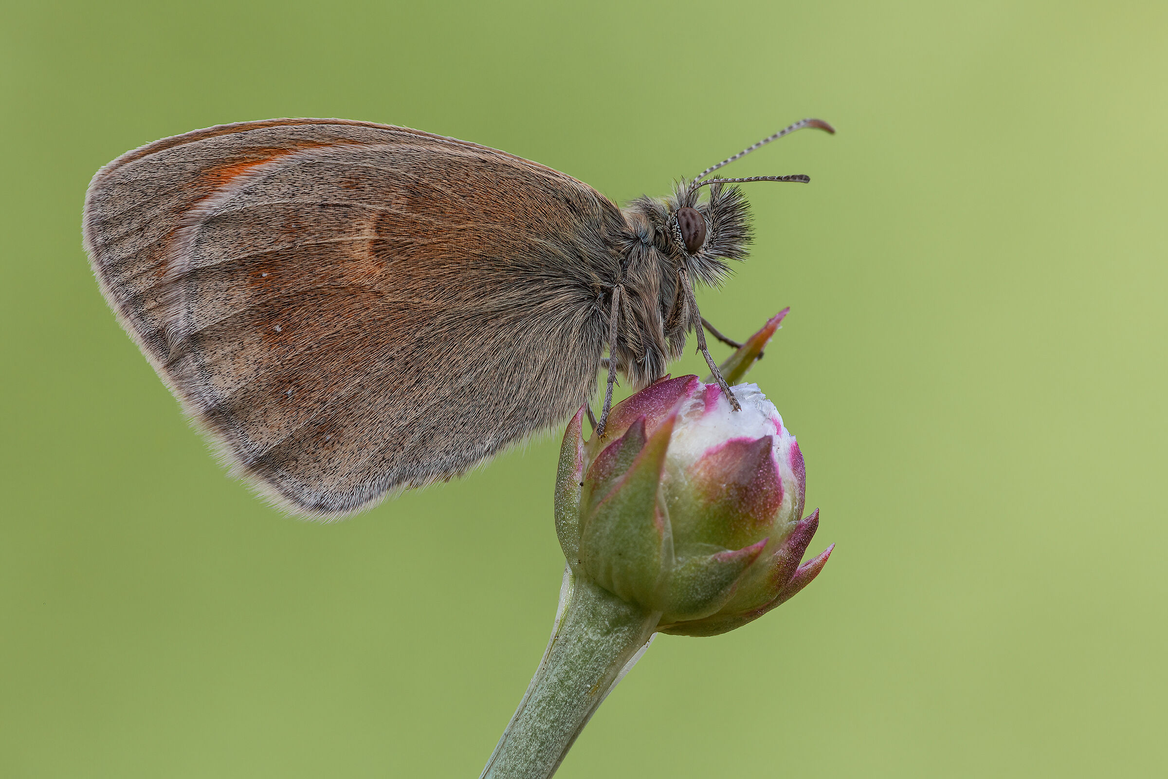 Coenonympha pamphilus