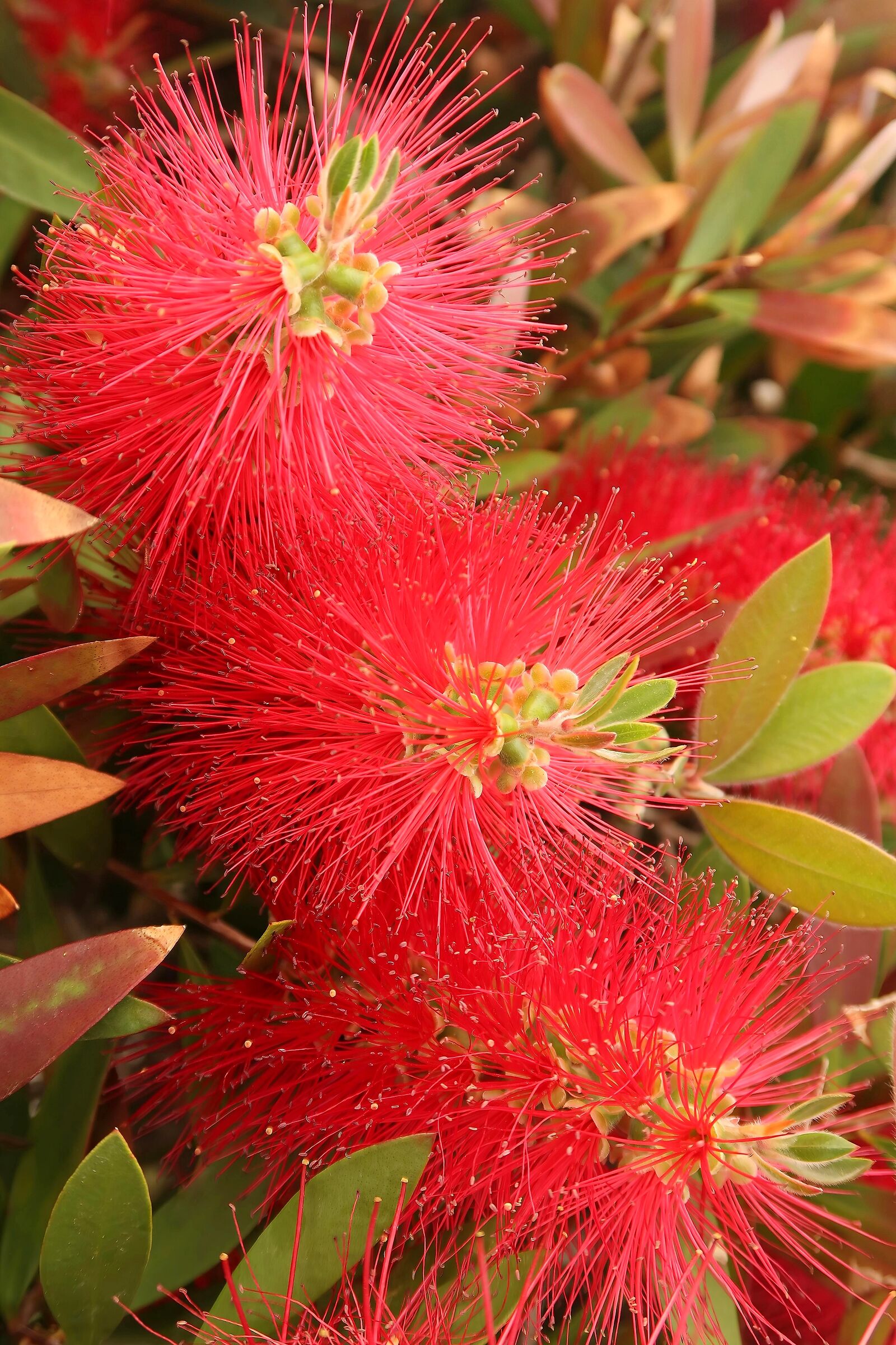 Callistemon (Liguria)