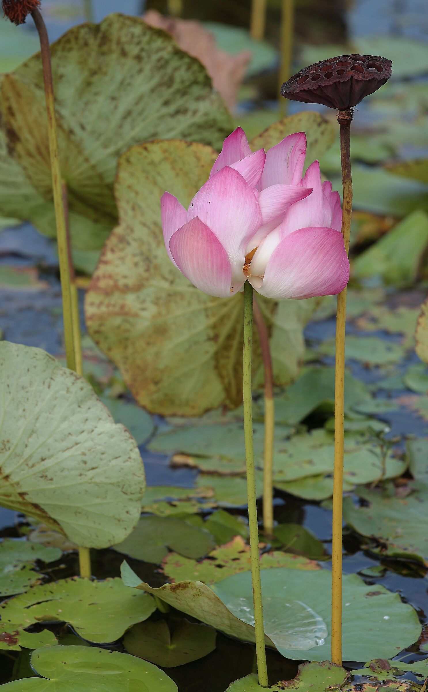 Lotus flower
