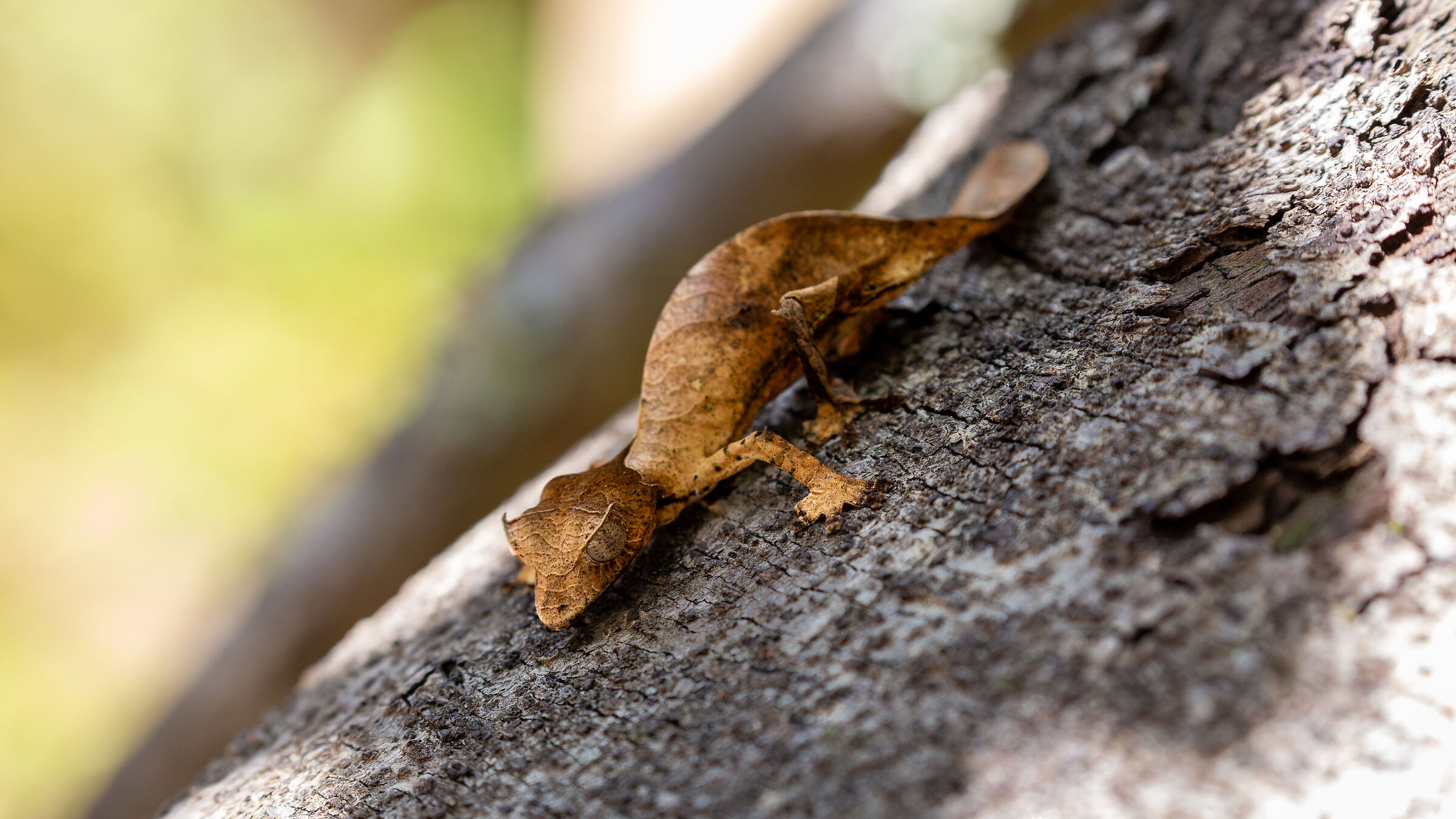 I wanted to be a leaf