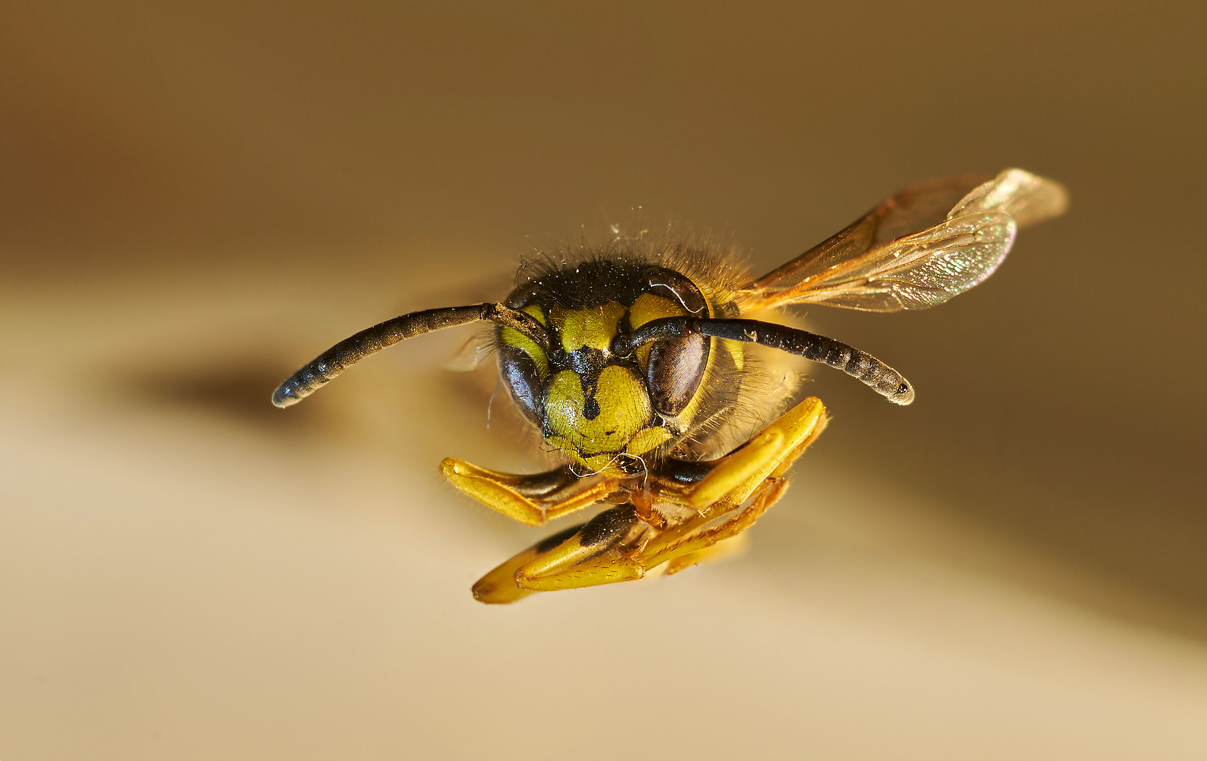 First super macro experiments