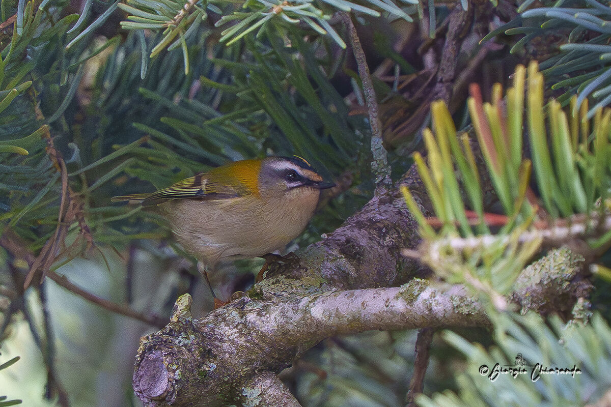 Fiorraccino (Regulus ignicapilla)