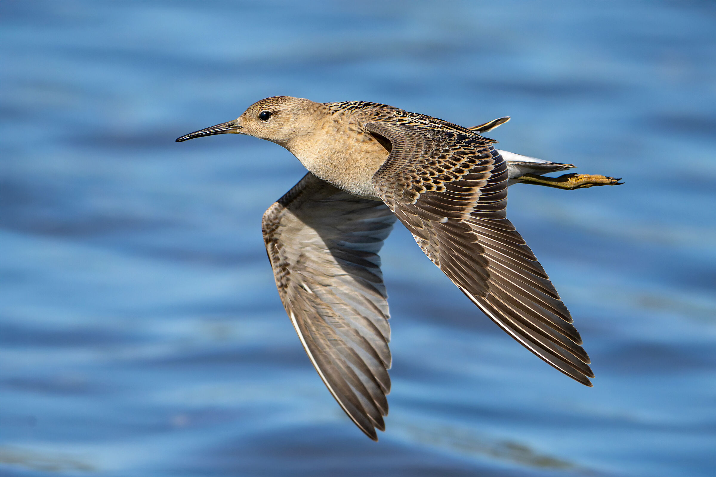 La grazia del combattente