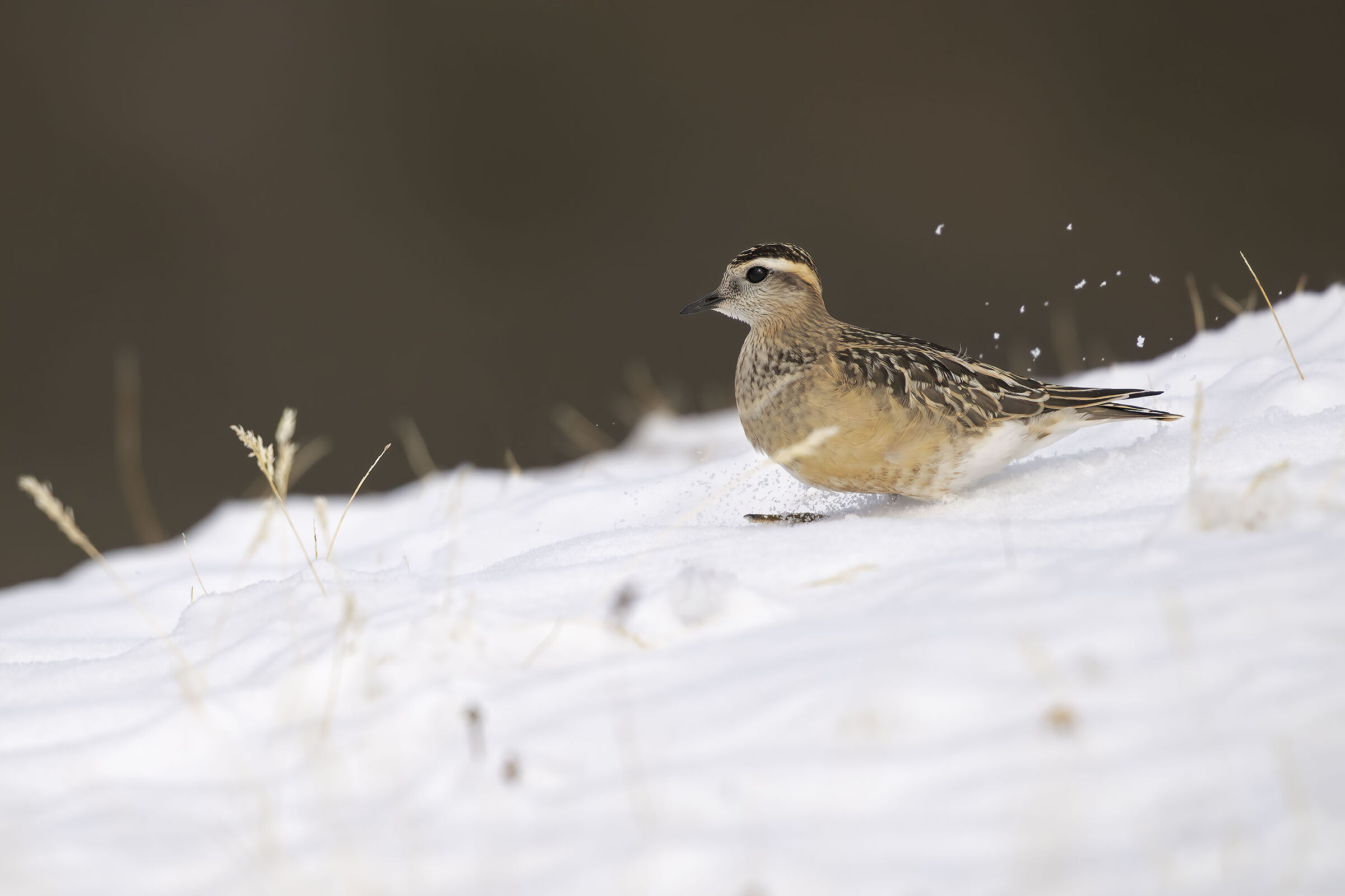 Plover in the snow