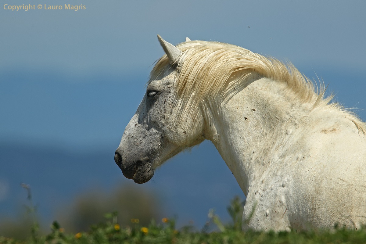 Cavallo Camargue - primo piano
