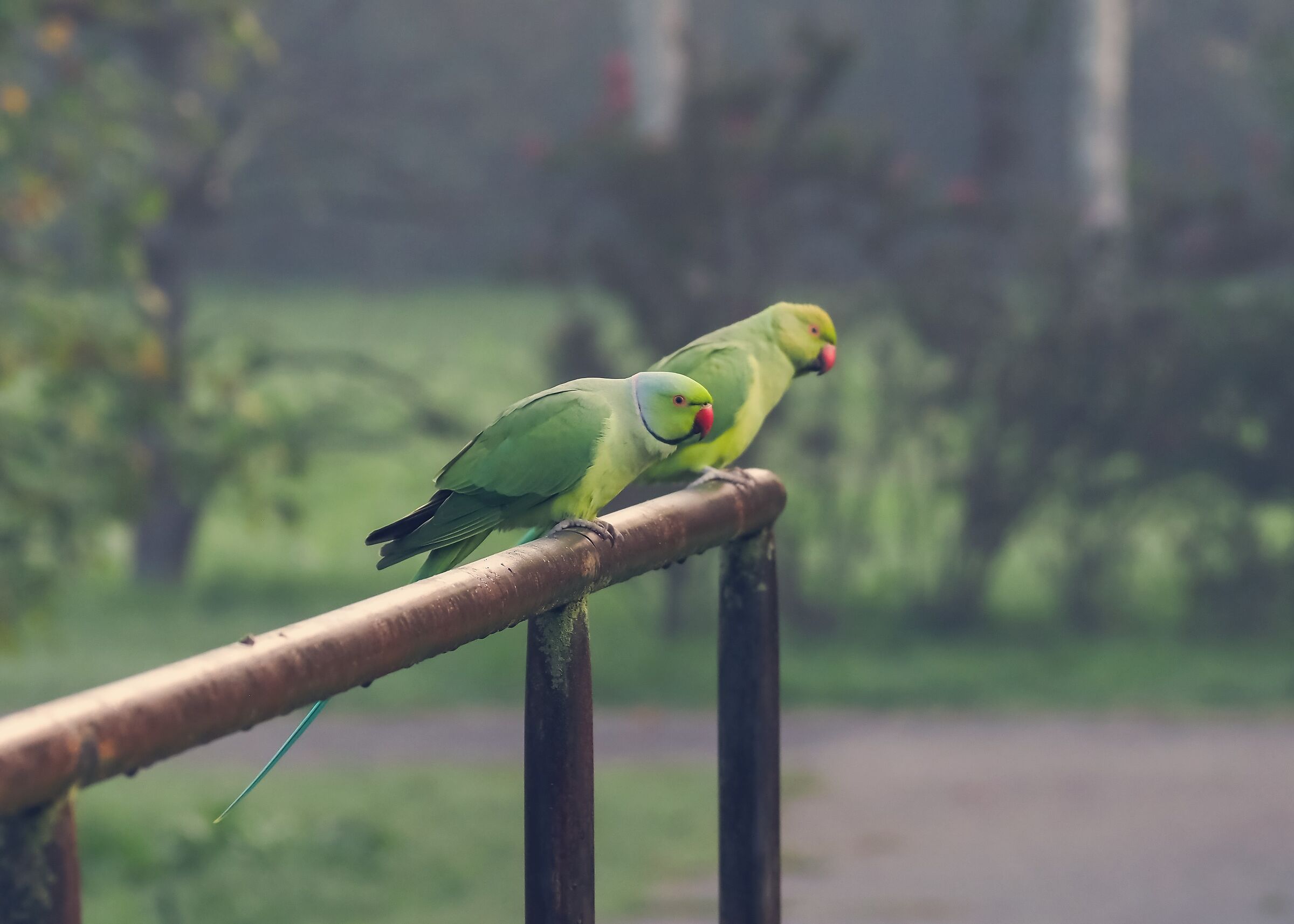 Coppia di Parrocchetti dal collare