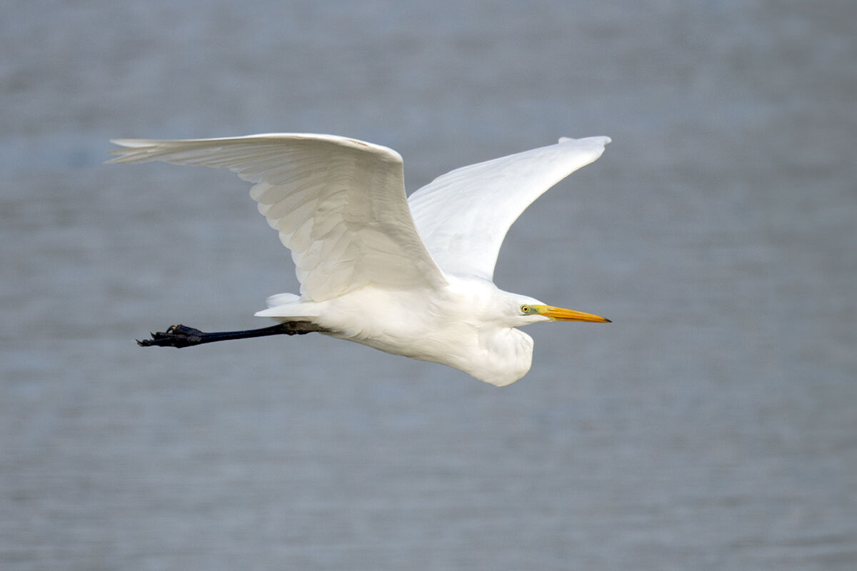Great Egret