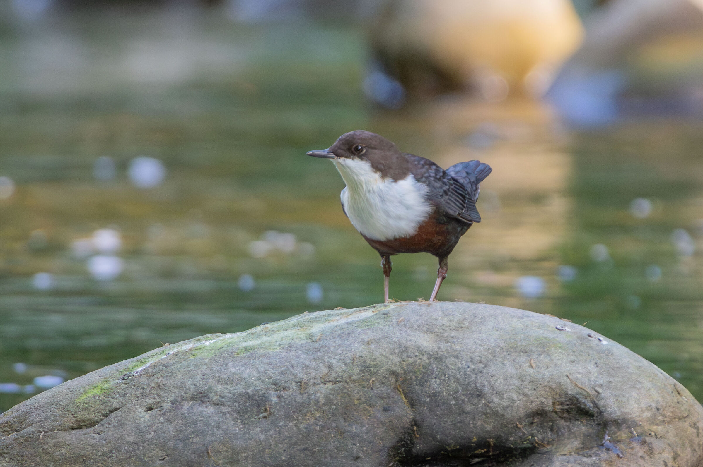 white-throated dipper