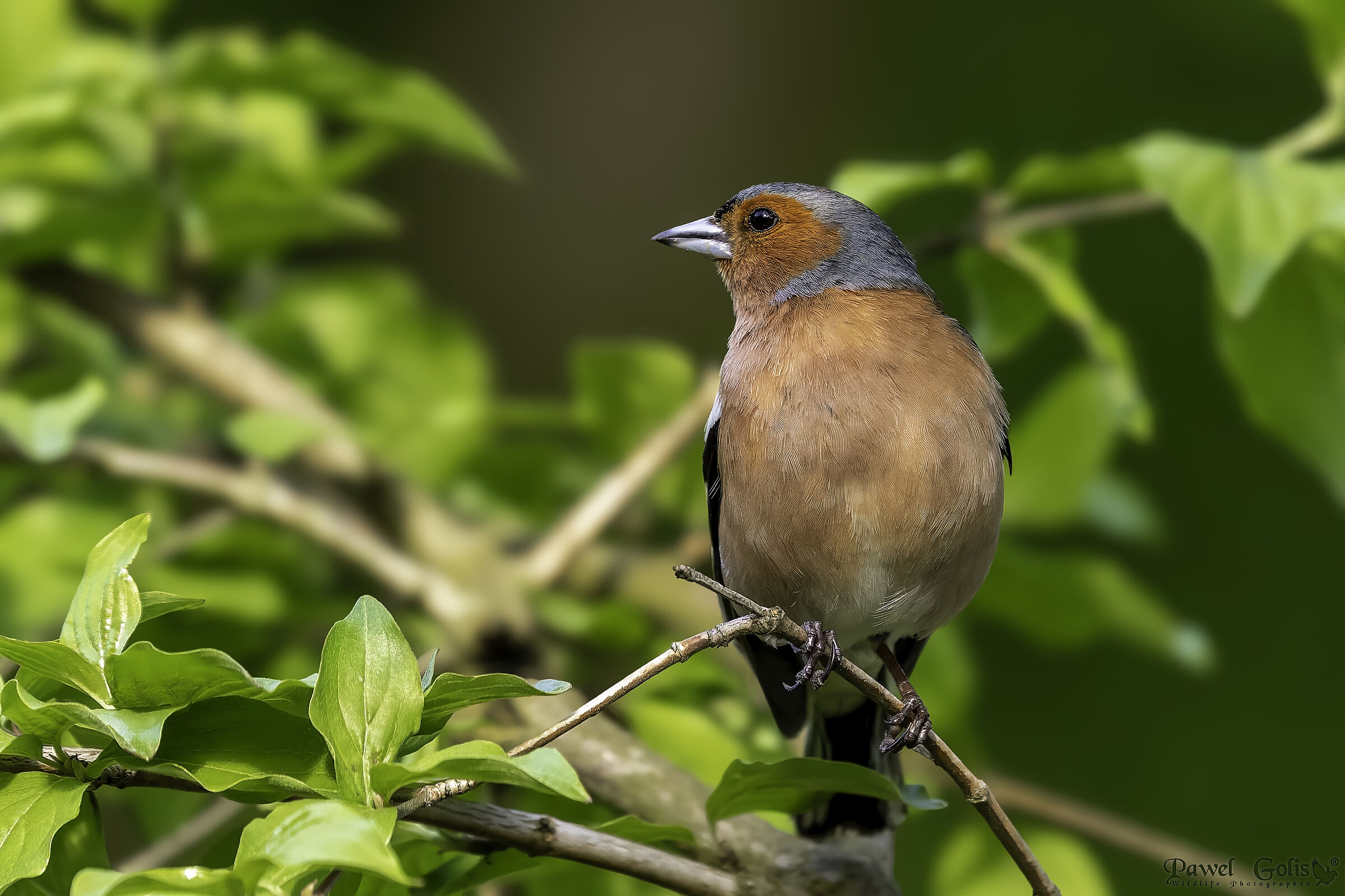 Common chaffinch (Fringilla coelebs)