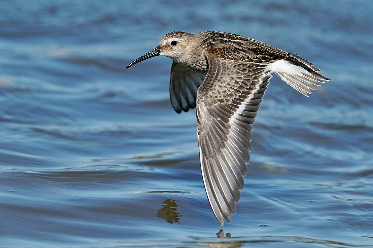 Piovanello pancianera