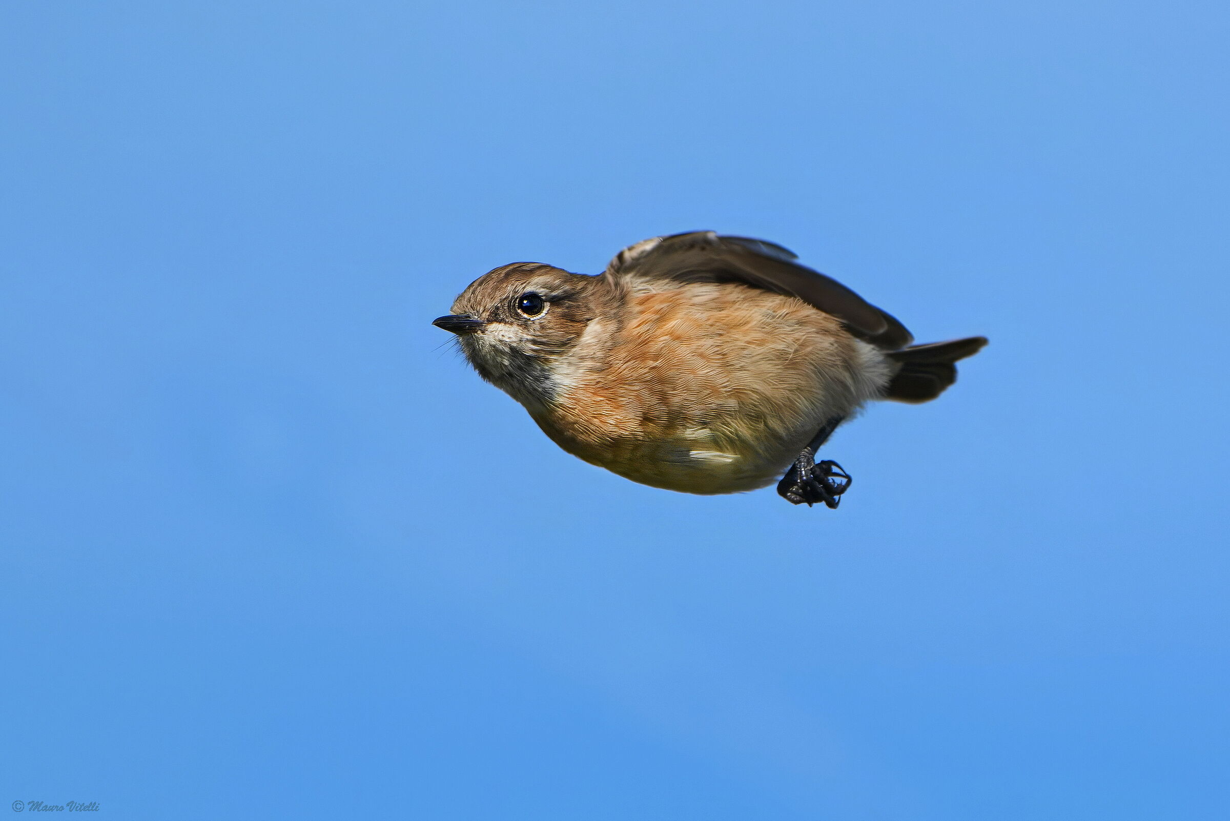 A Feathered Bullet (Stonechat)