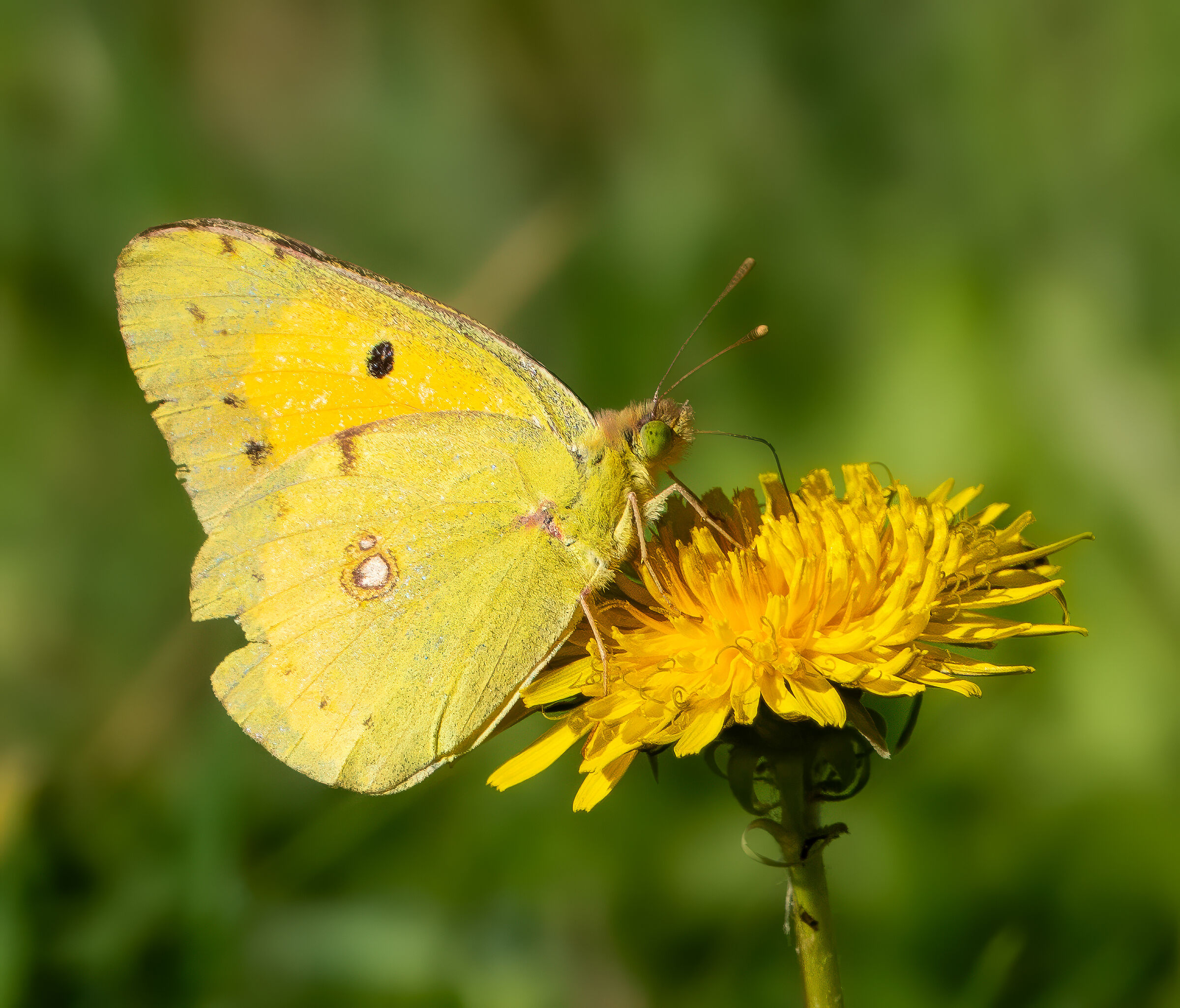 Butterfly on flower
