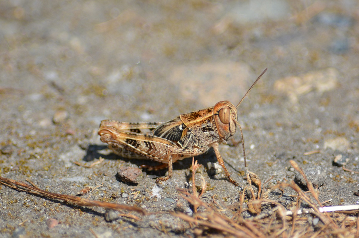 grasshopper