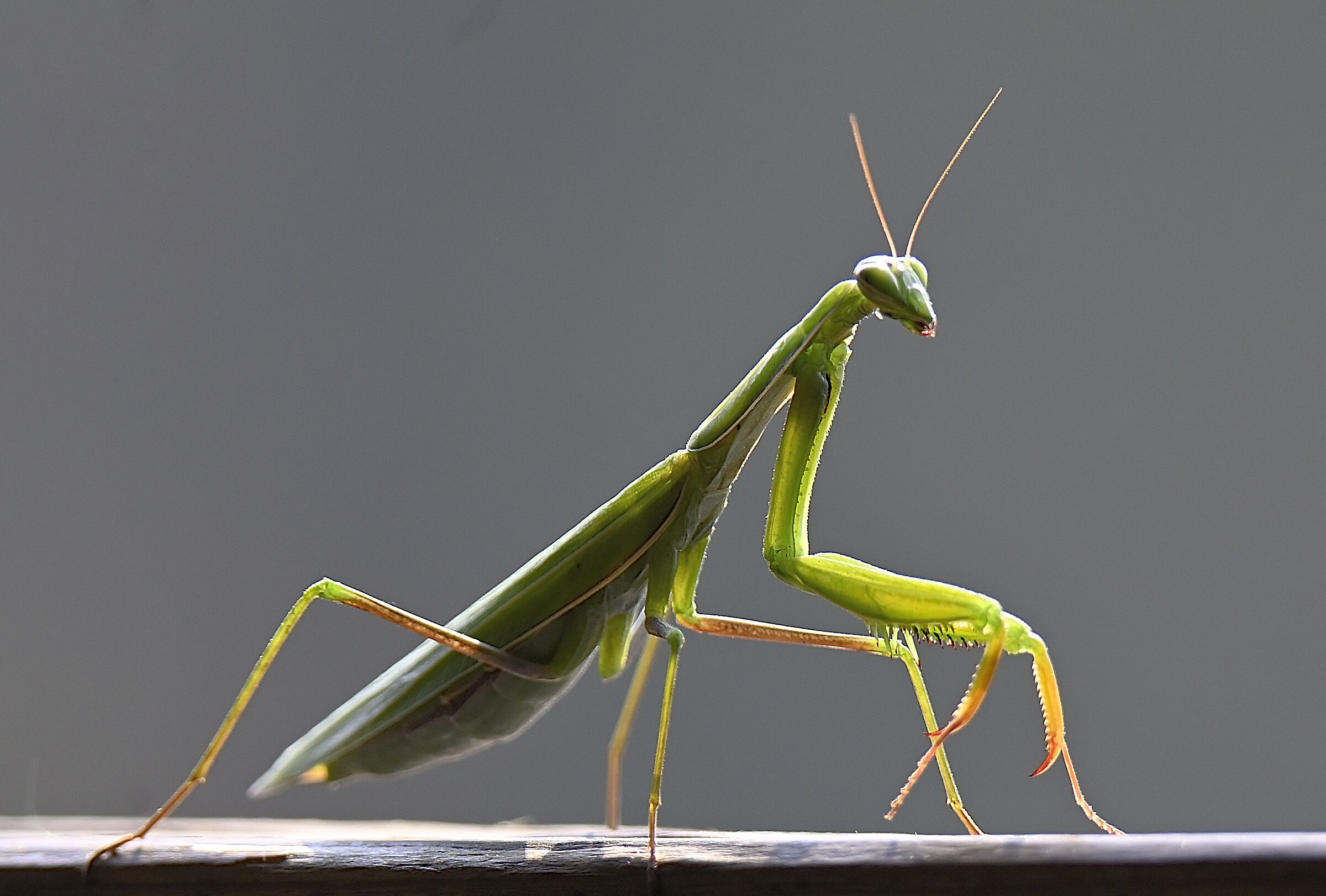 mantis