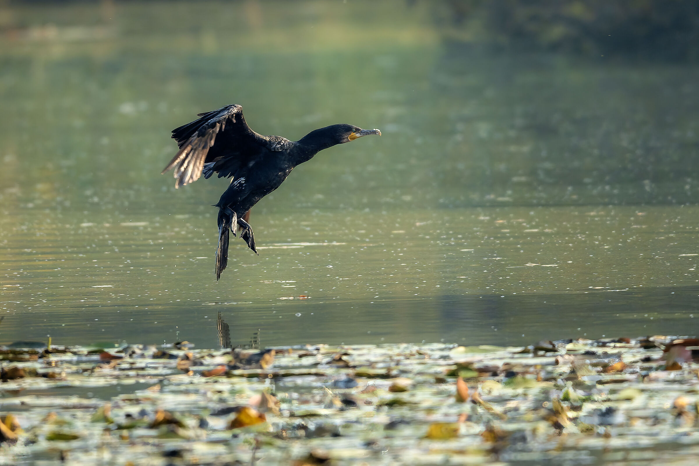 Cormorant arriving at the Brabbia Marsh