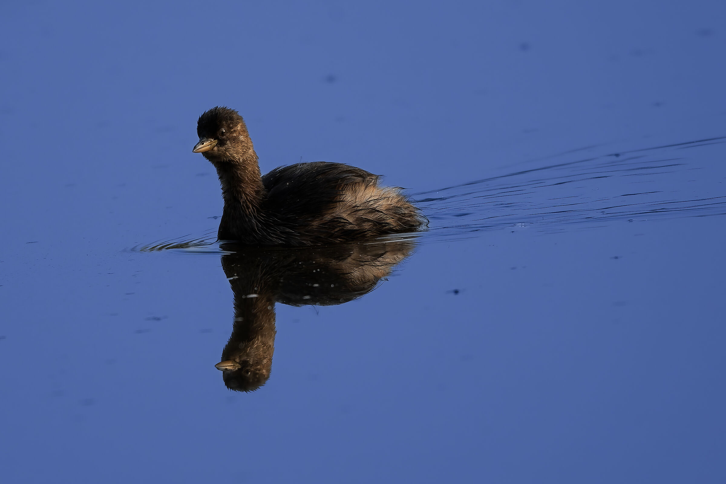 Dabchick